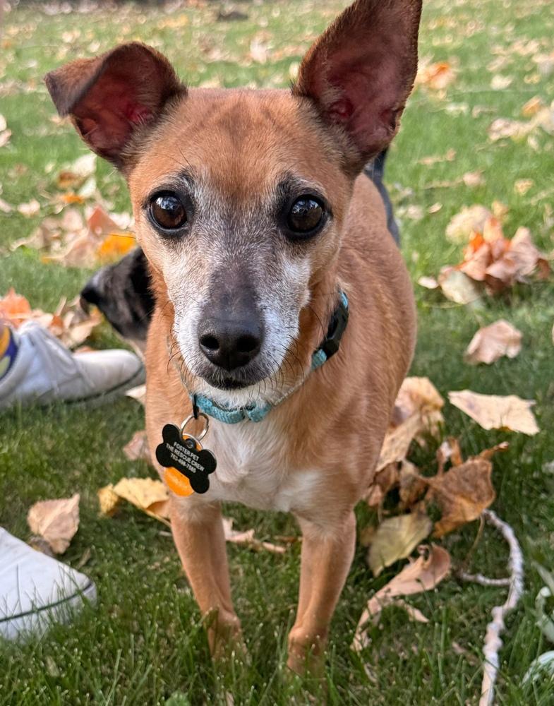 Romeo Jack, Adoptable, Adult Male Chihuahua.