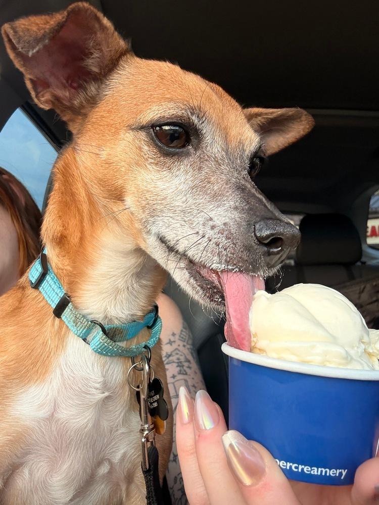 Enlarge Romeo Jack, a Adoptable mixed breed in Plymouth, MN image 2/4