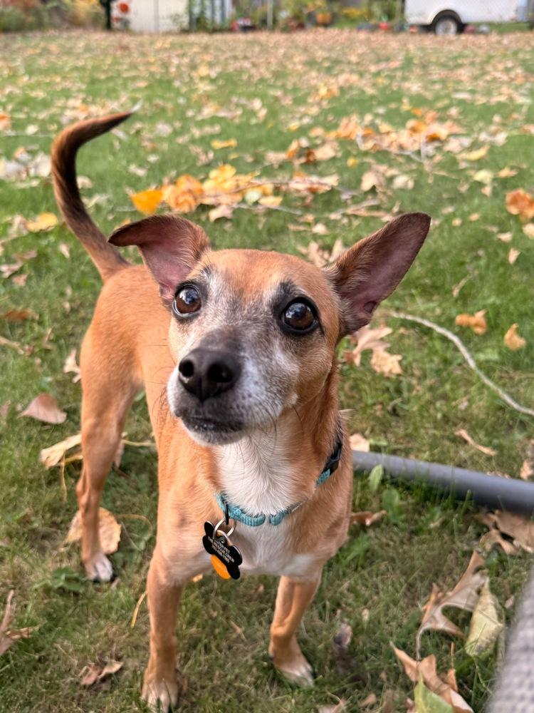 Enlarge Romeo Jack, a Adoptable mixed breed in Plymouth, MN image 3/4