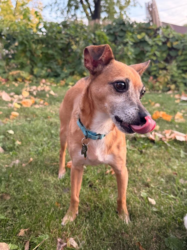 Enlarge Romeo Jack, a Adoptable mixed breed in Plymouth, MN image 4/4