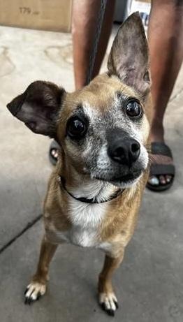 Romeo Jack, Adoptable, Adult Male Chihuahua.