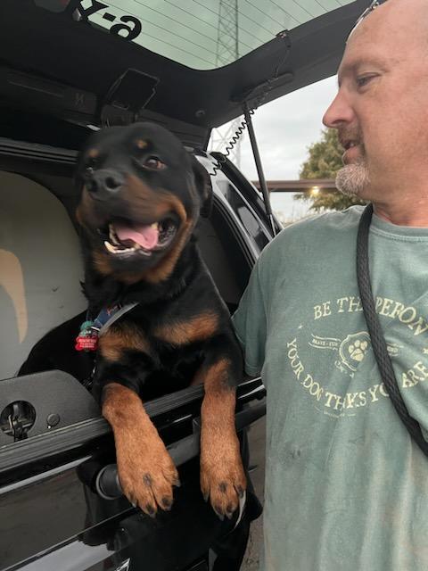 Peanut, Adoptable, Adult Male Rottweiler.