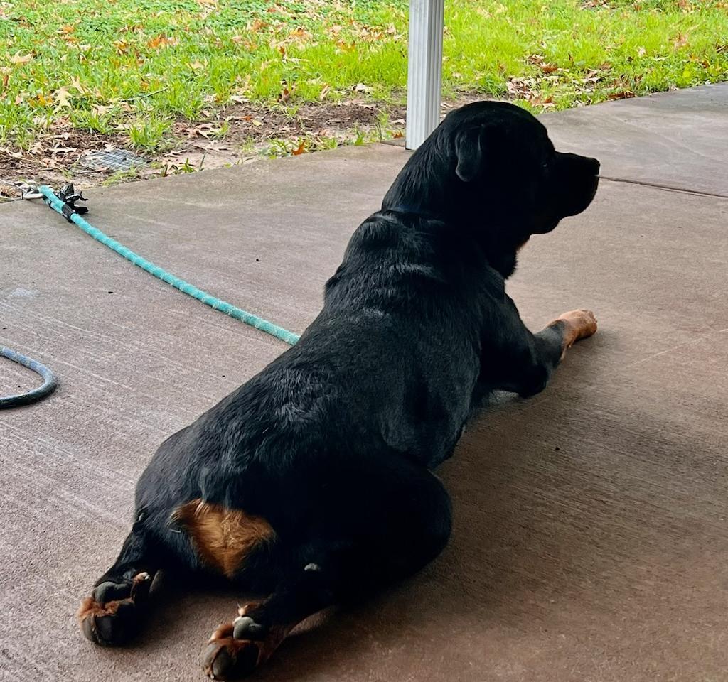 Enlarge Peanut, a Adoptable Rottweiler in Orange Grove, TX image 2/3