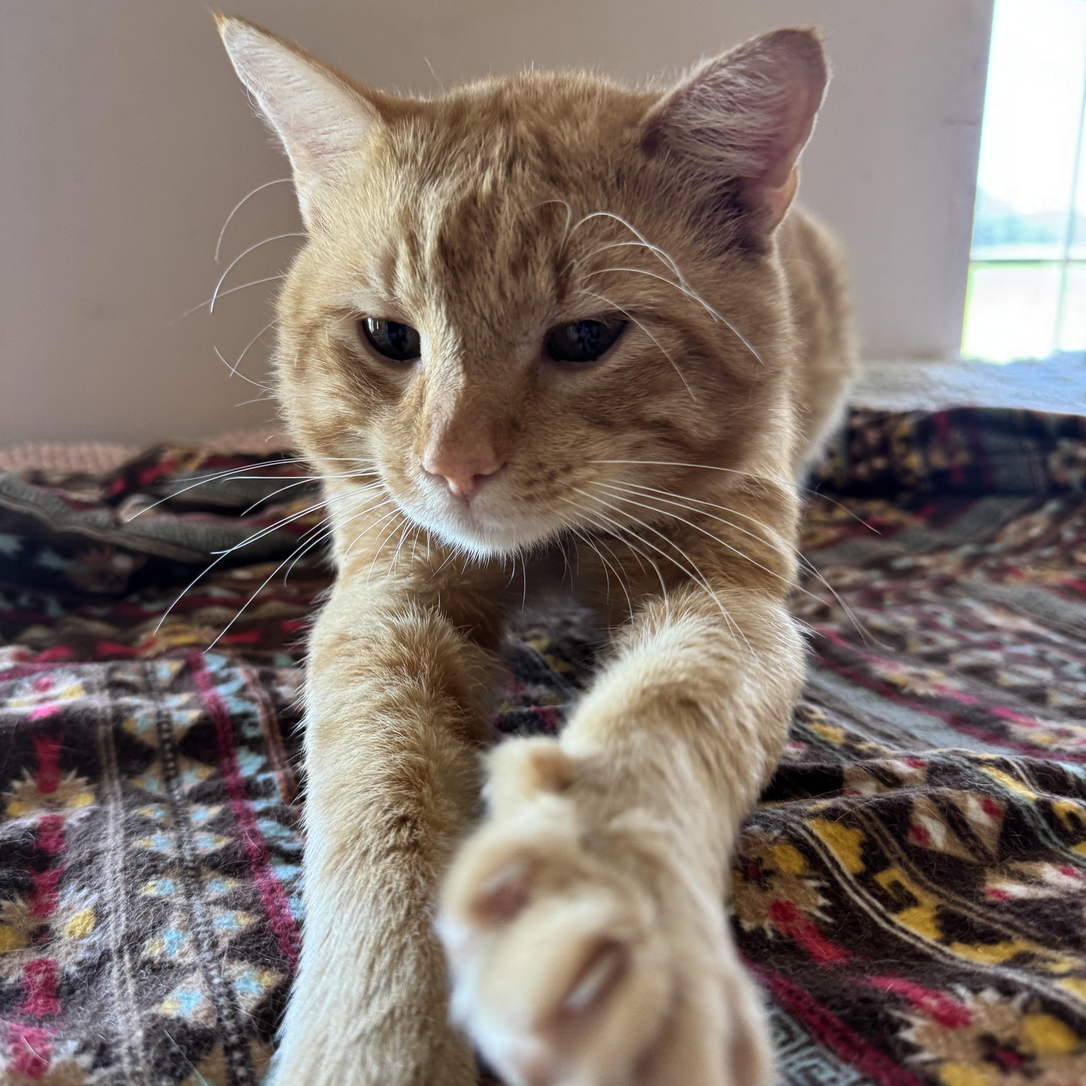 Oscar, Adopted, Adult Male Domestic Short Hair.