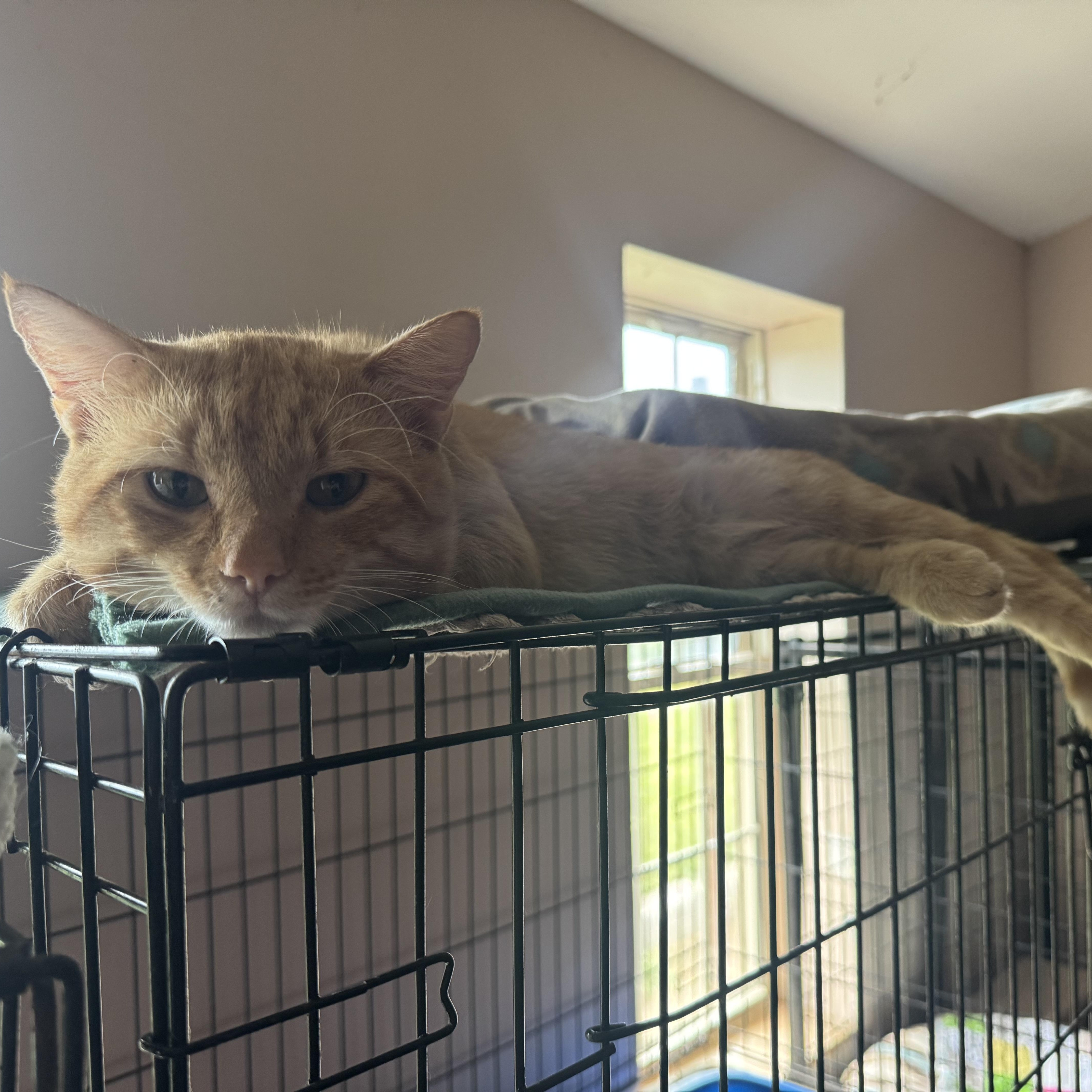 Oscar, a Adopted Domestic Short Hair in Leon, KS image 2/3