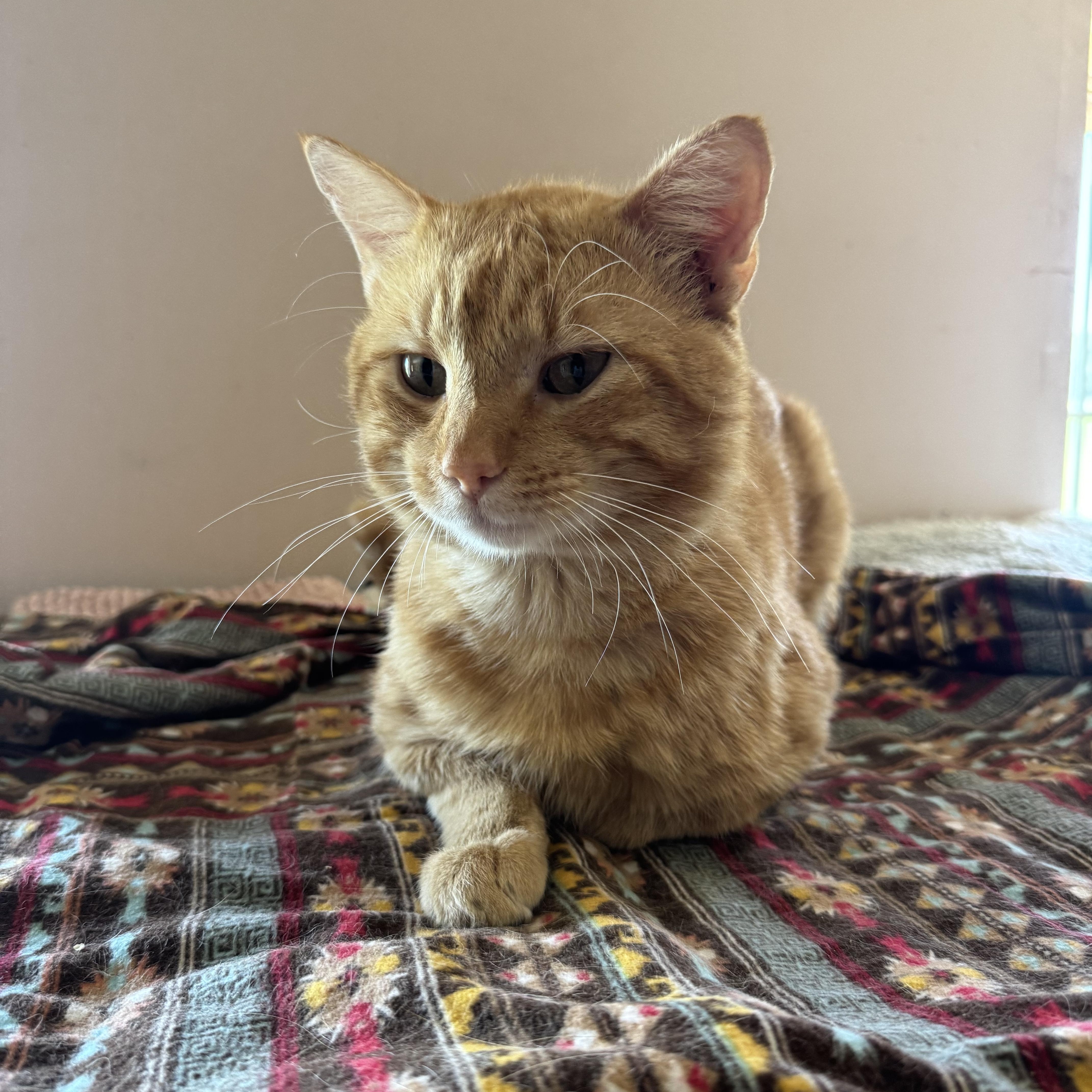 Oscar, Adopted, Adult Male Domestic Short Hair.