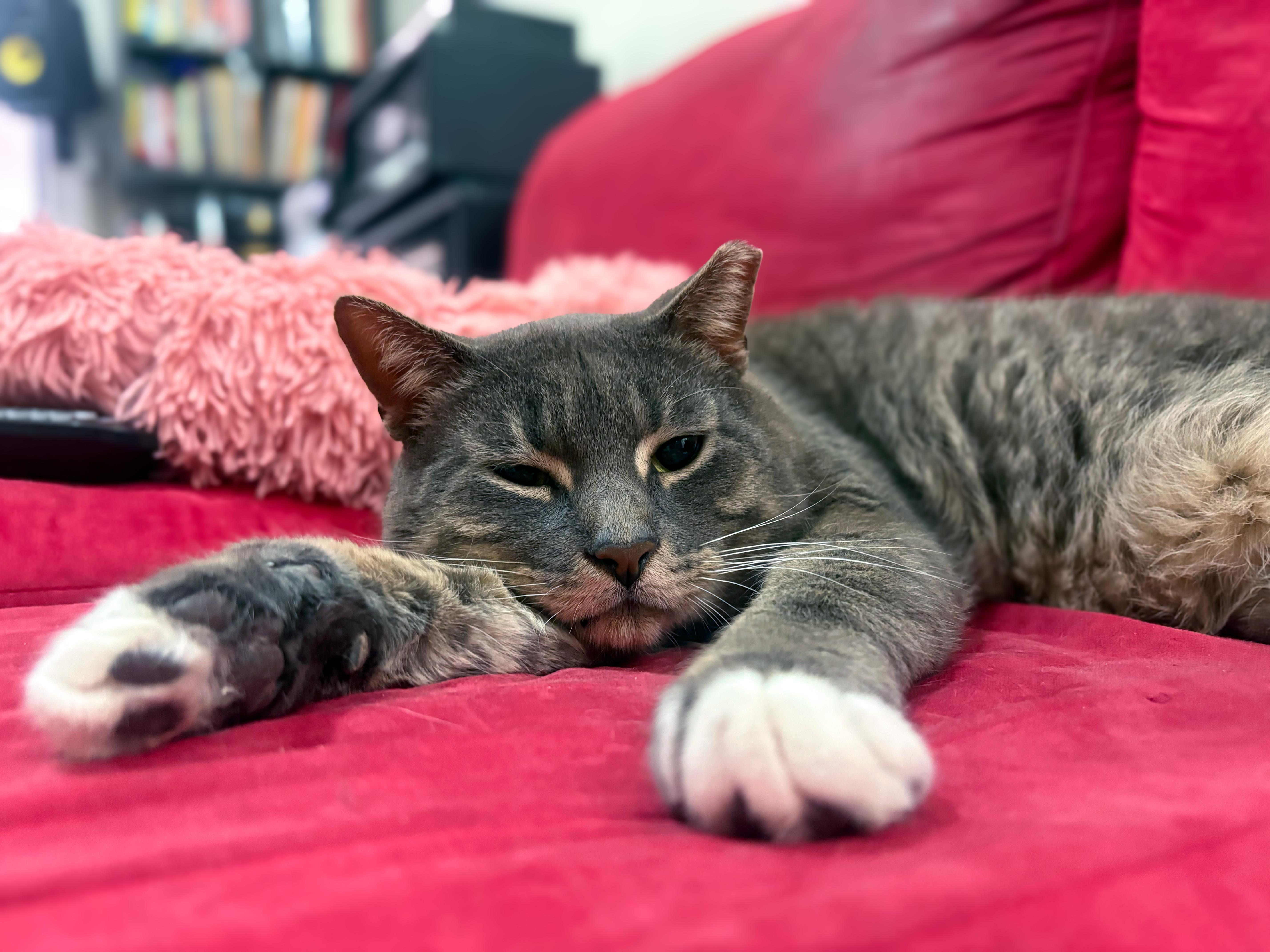 Timothy & Bradley, a ADOPTABLE American Shorthair in New York, NY image 5/5