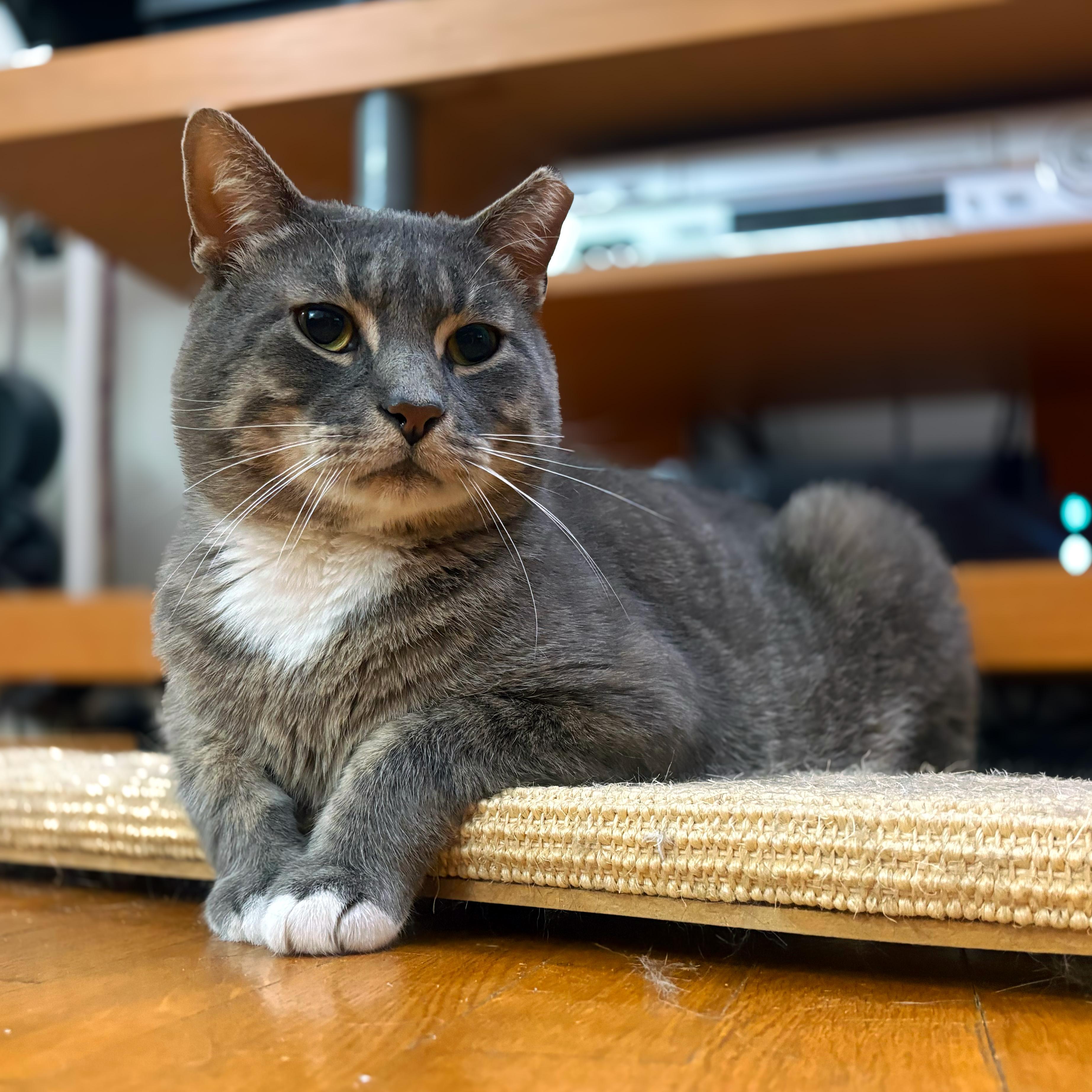 Timothy & Bradley, a ADOPTABLE American Shorthair in New York, NY image 3/5