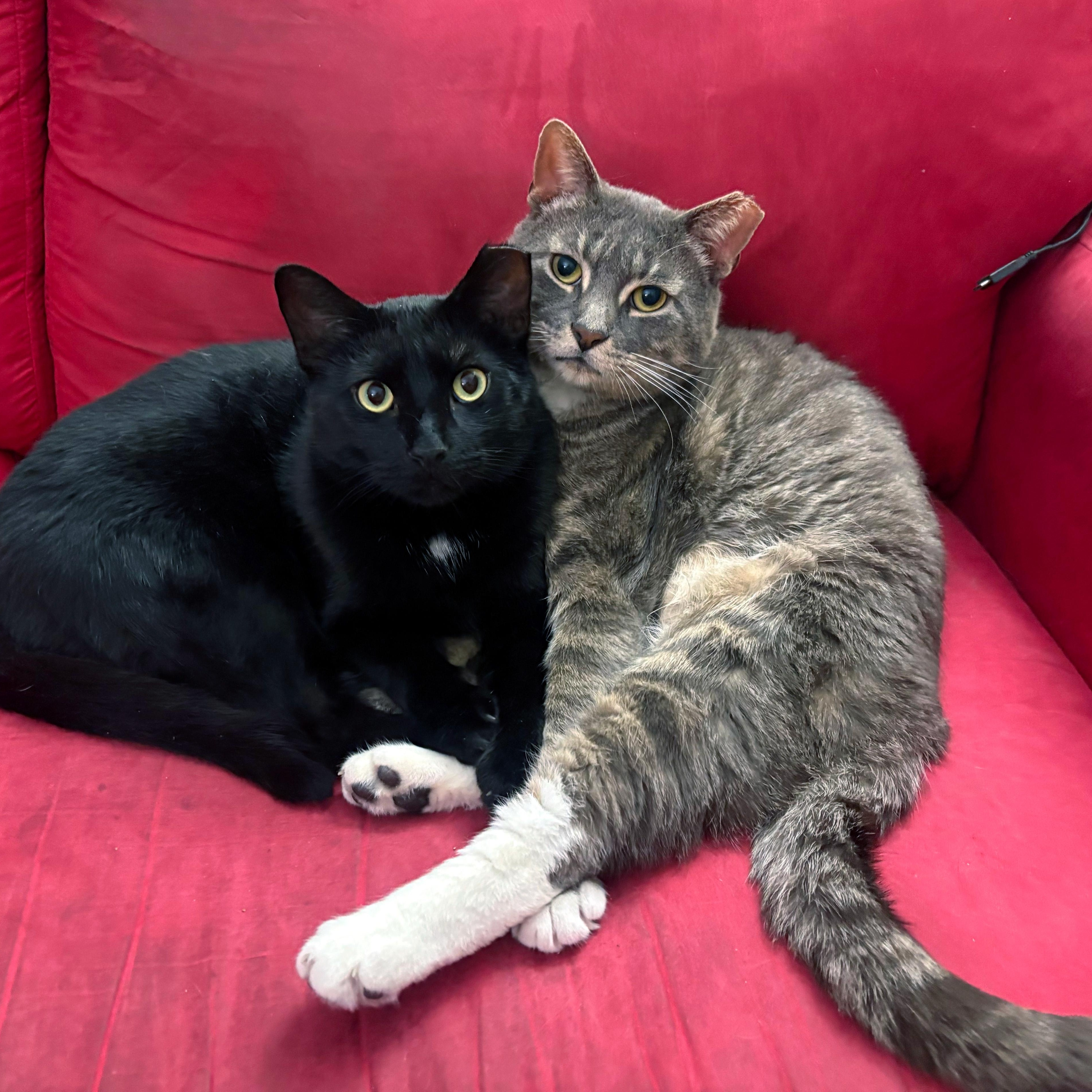 Timothy & Bradley, a ADOPTABLE American Shorthair in New York, NY image 2/5