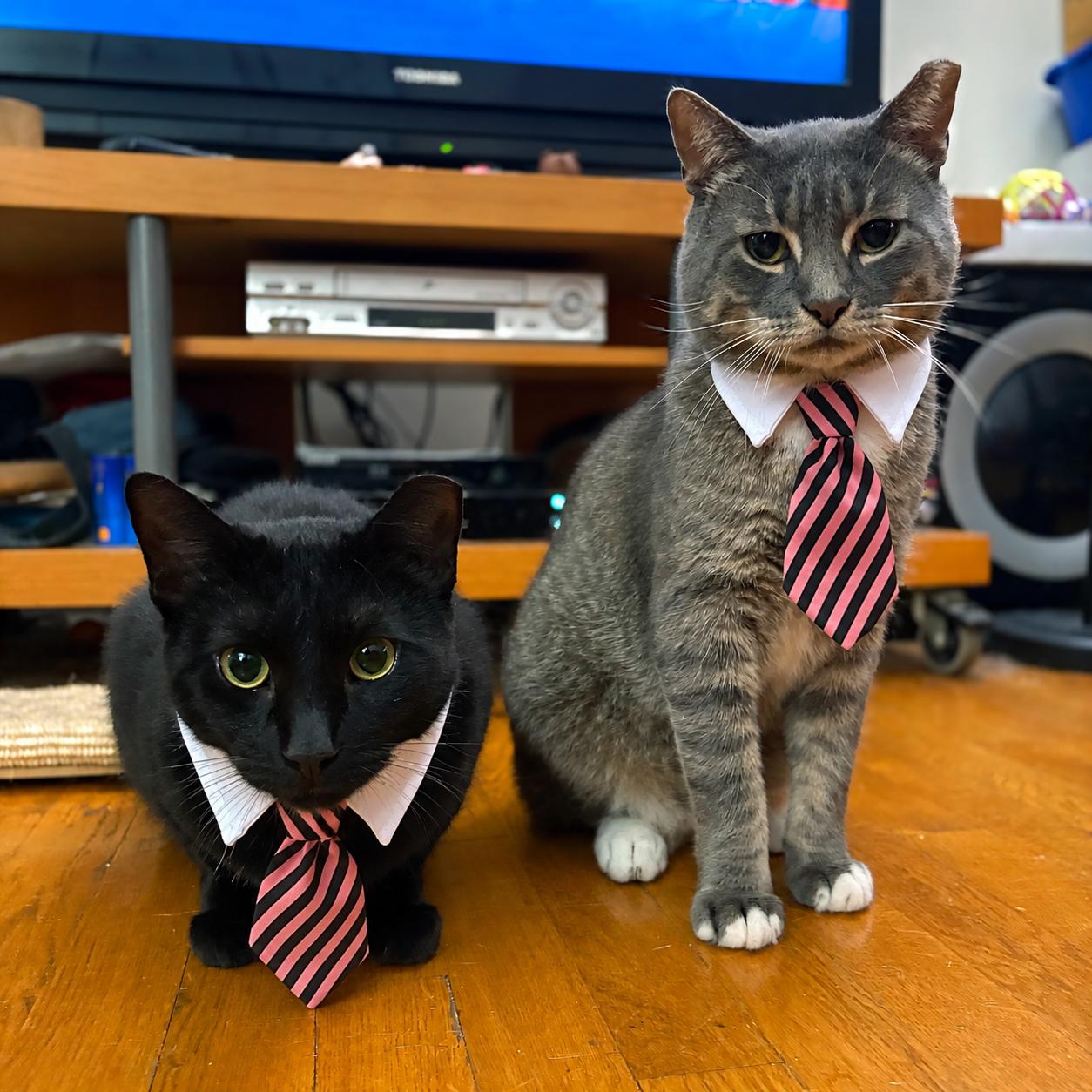 Timothy & Bradley, ADOPTABLE, Adult Male American Shorthair.