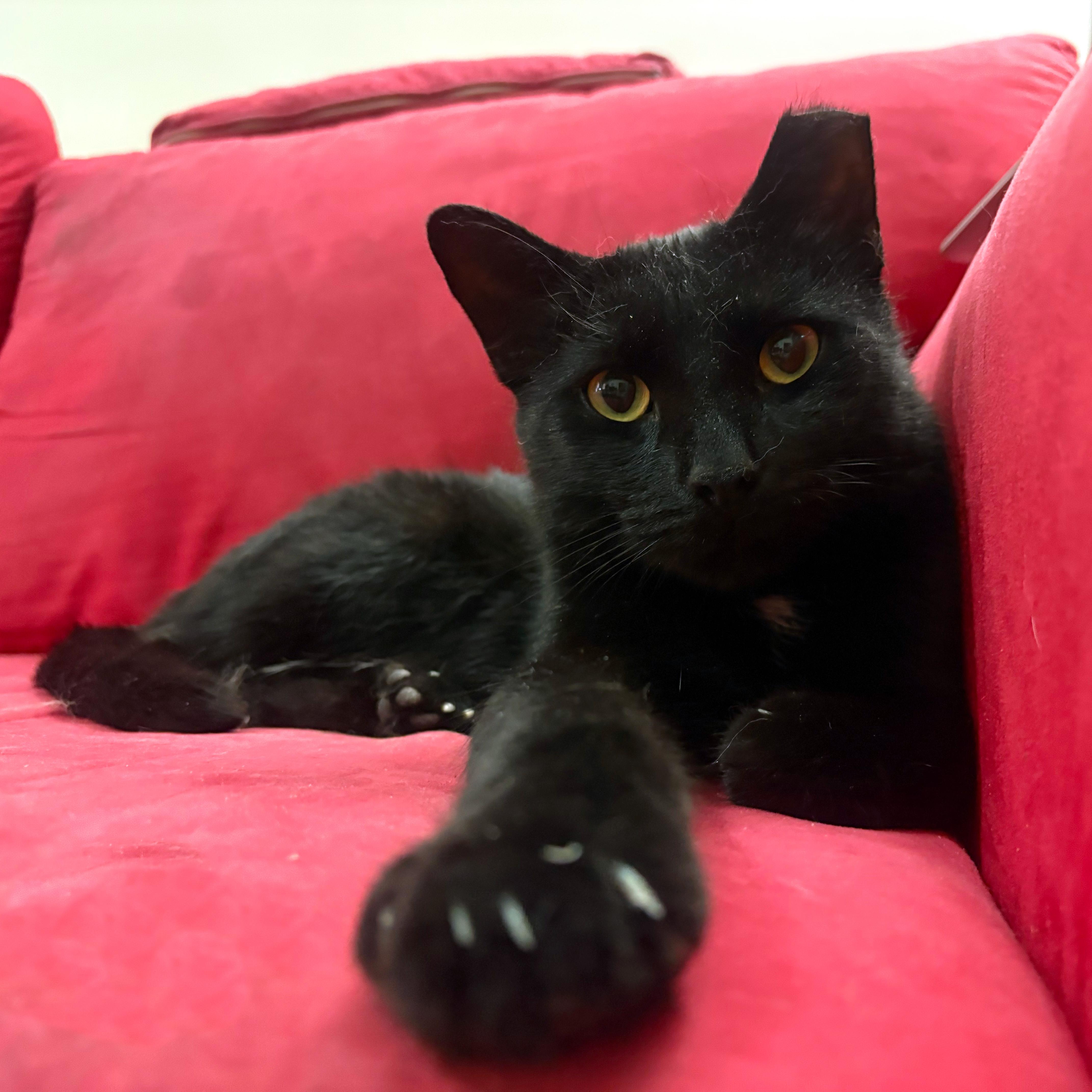 Timothy & Bradley, a ADOPTABLE American Shorthair in New York, NY image 4/5