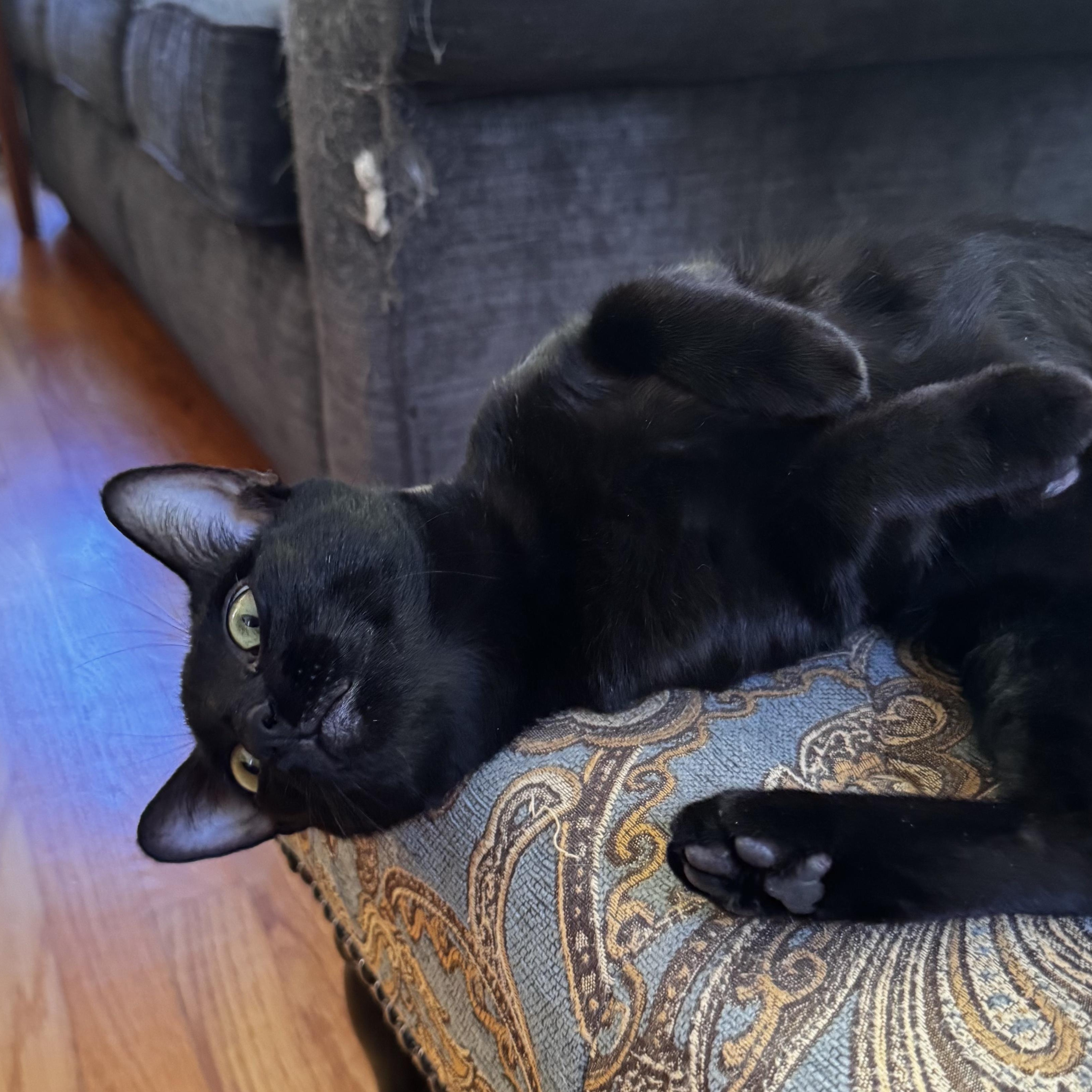 Enlarge PORTOBELLO, a Adoptable Domestic Short Hair in East Greenwich, RI image 4/6
