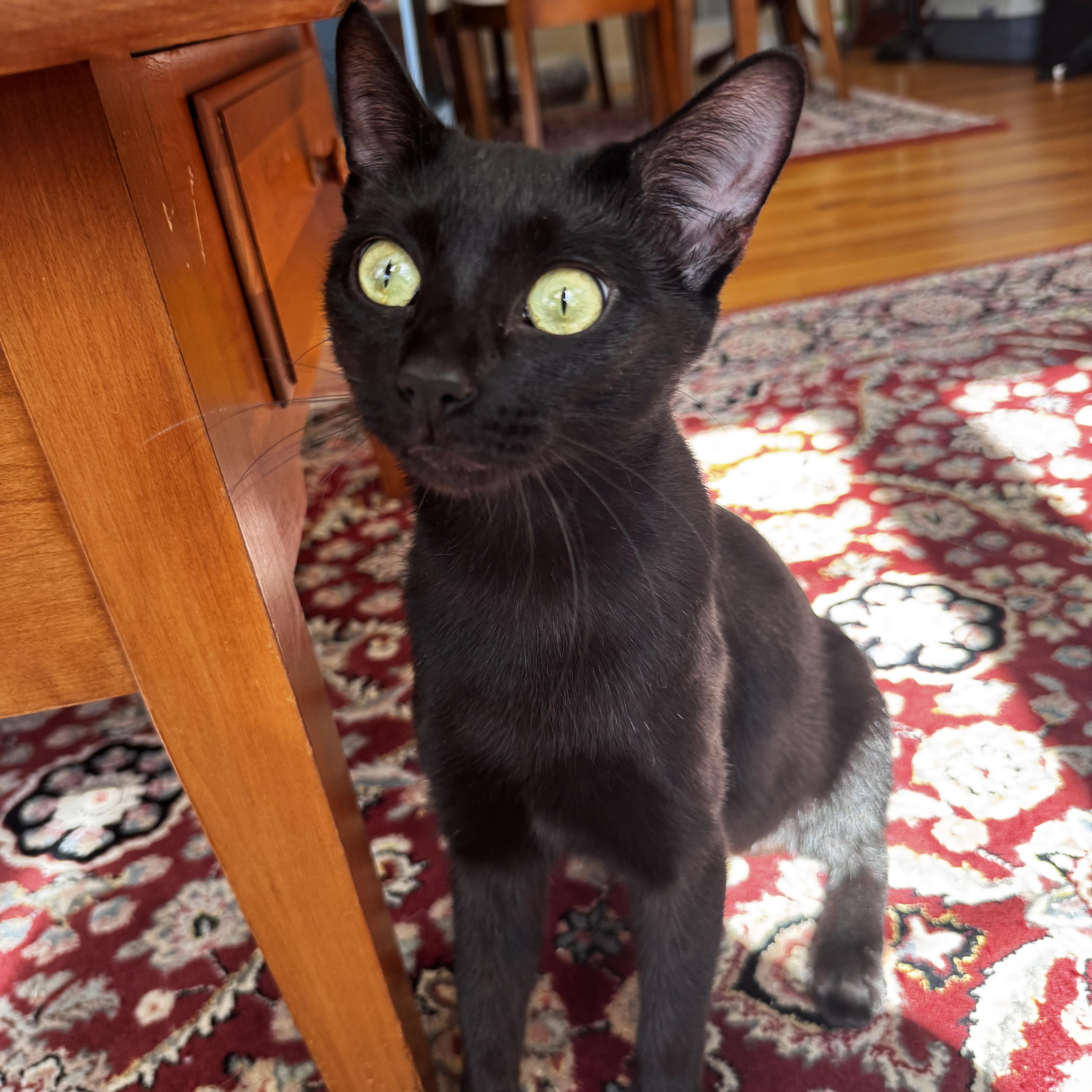 Enlarge PORTOBELLO, a Adoptable Domestic Short Hair in East Greenwich, RI image 2/6