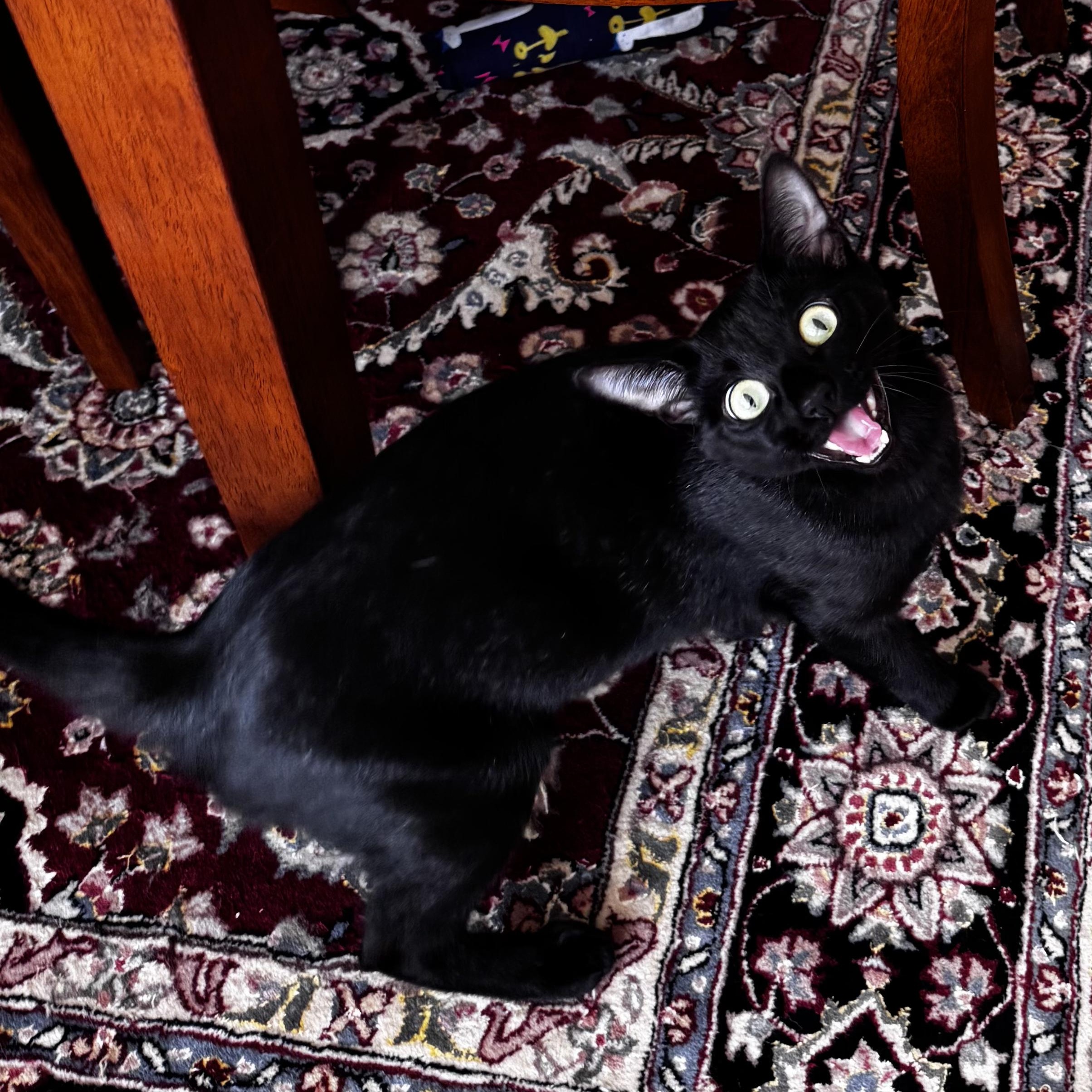 Enlarge PORTOBELLO, a Adoptable Domestic Short Hair in East Greenwich, RI image 3/6