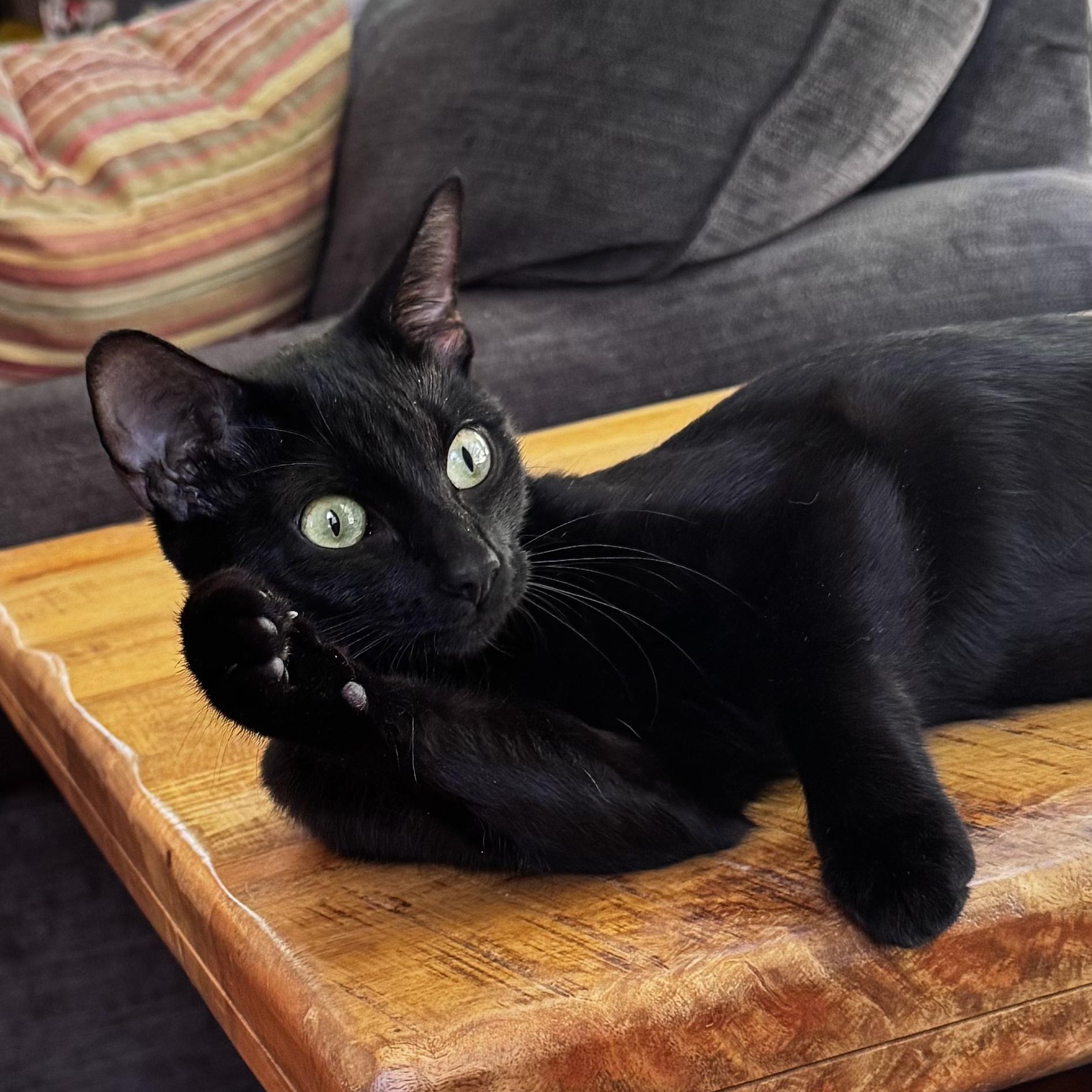 Enlarge PORTOBELLO, a Adoptable Domestic Short Hair in East Greenwich, RI image 6/6