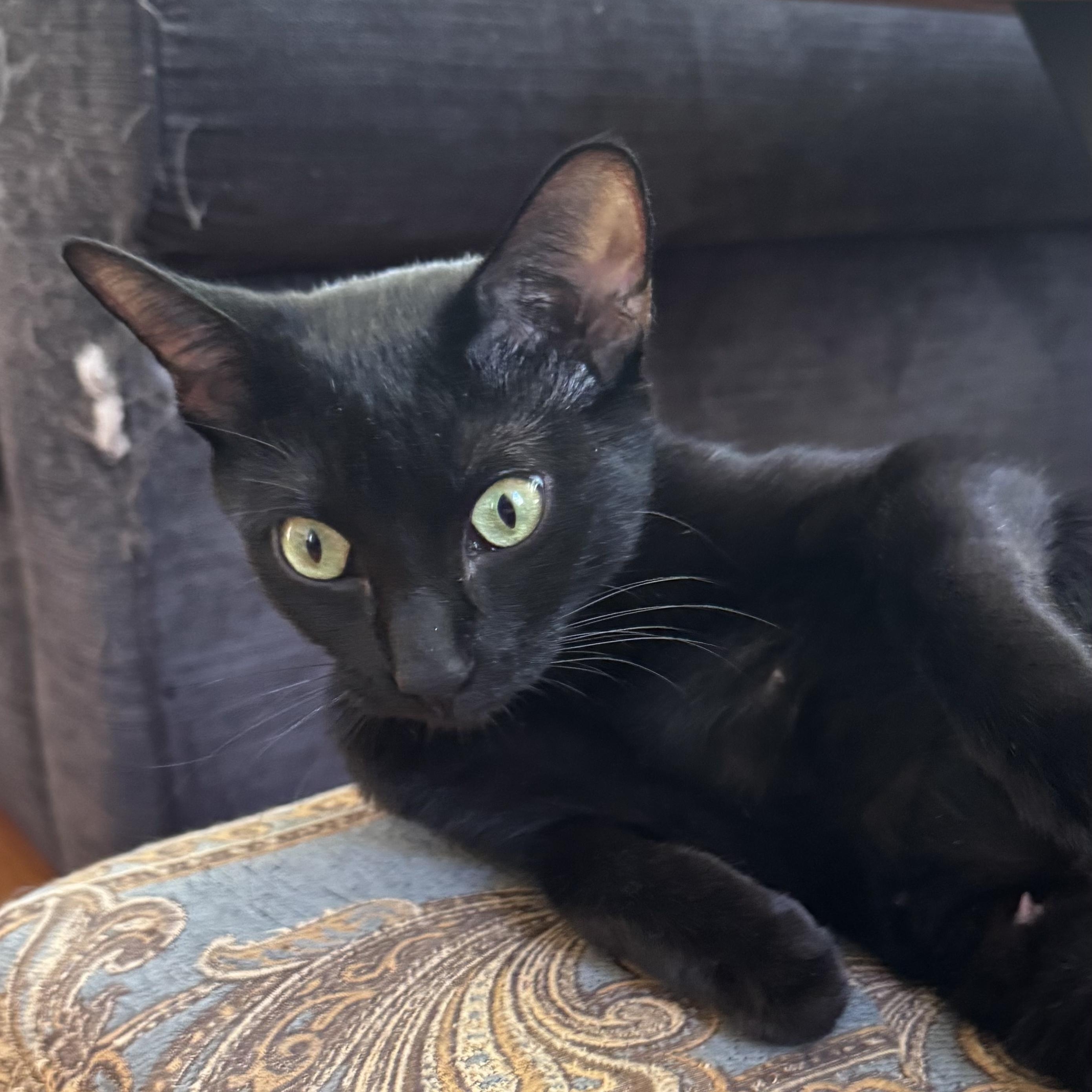 Enlarge PORTOBELLO, a Adoptable Domestic Short Hair in East Greenwich, RI image 5/6