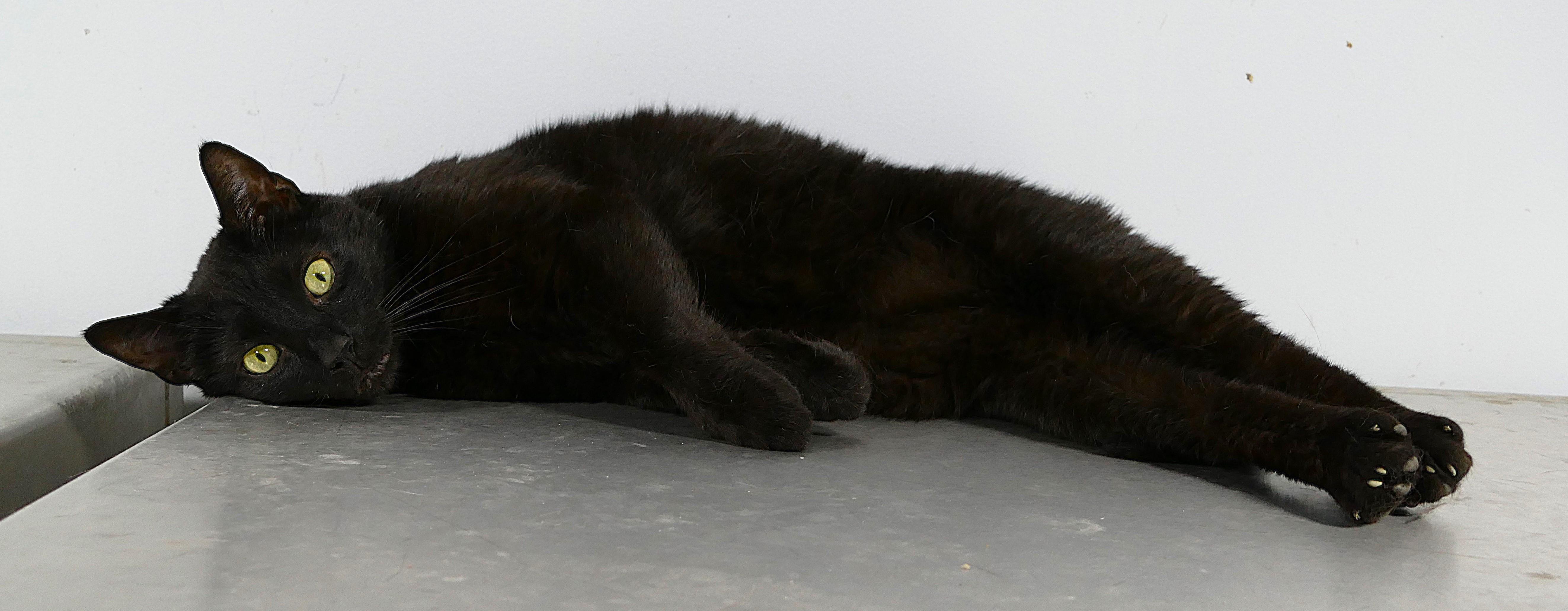 SARDINE, a ADOPTABLE mixed breed in Beechbottom, WV image 5/5
