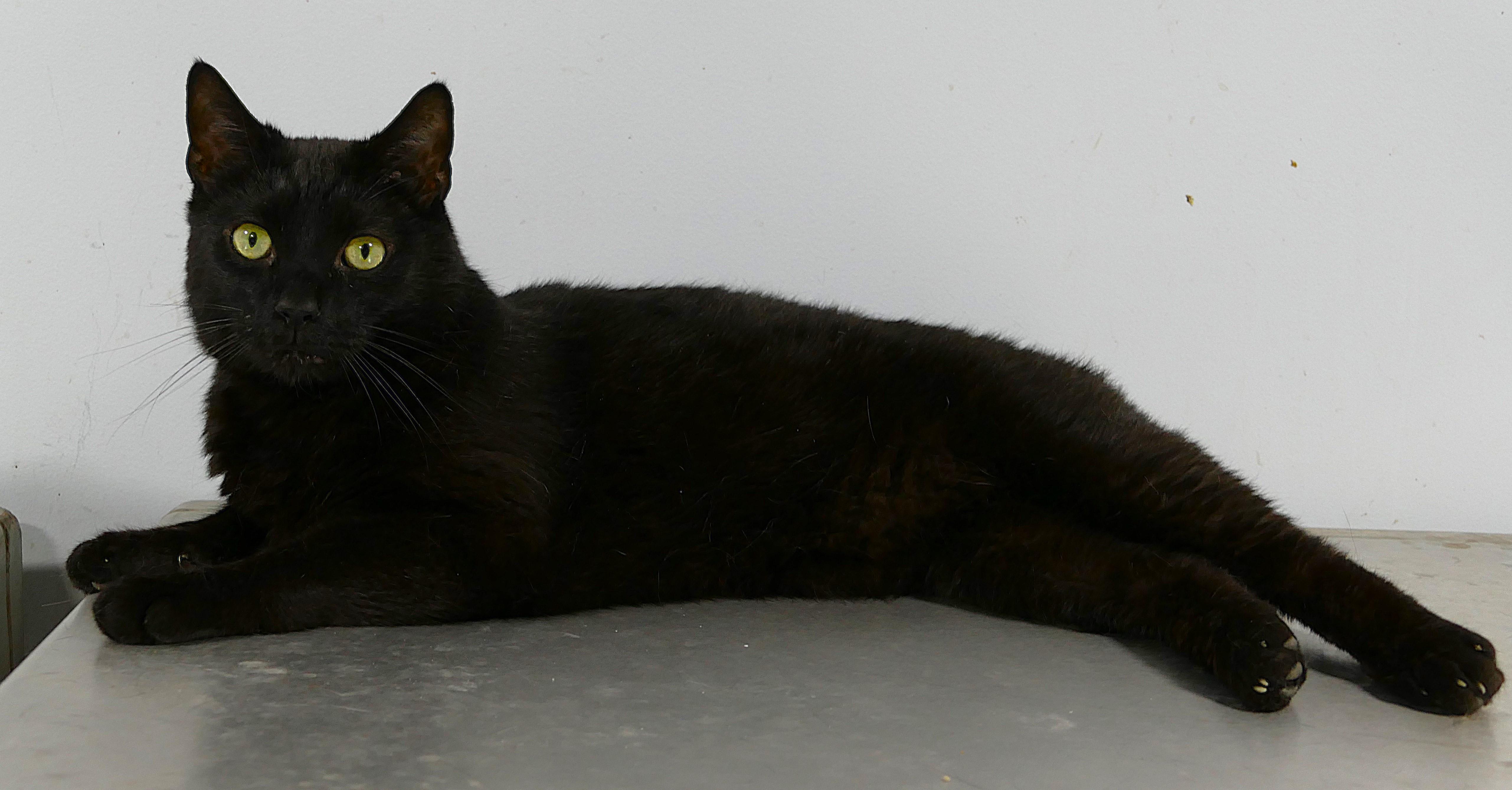 SARDINE, a ADOPTABLE mixed breed in Beechbottom, WV image 3/5
