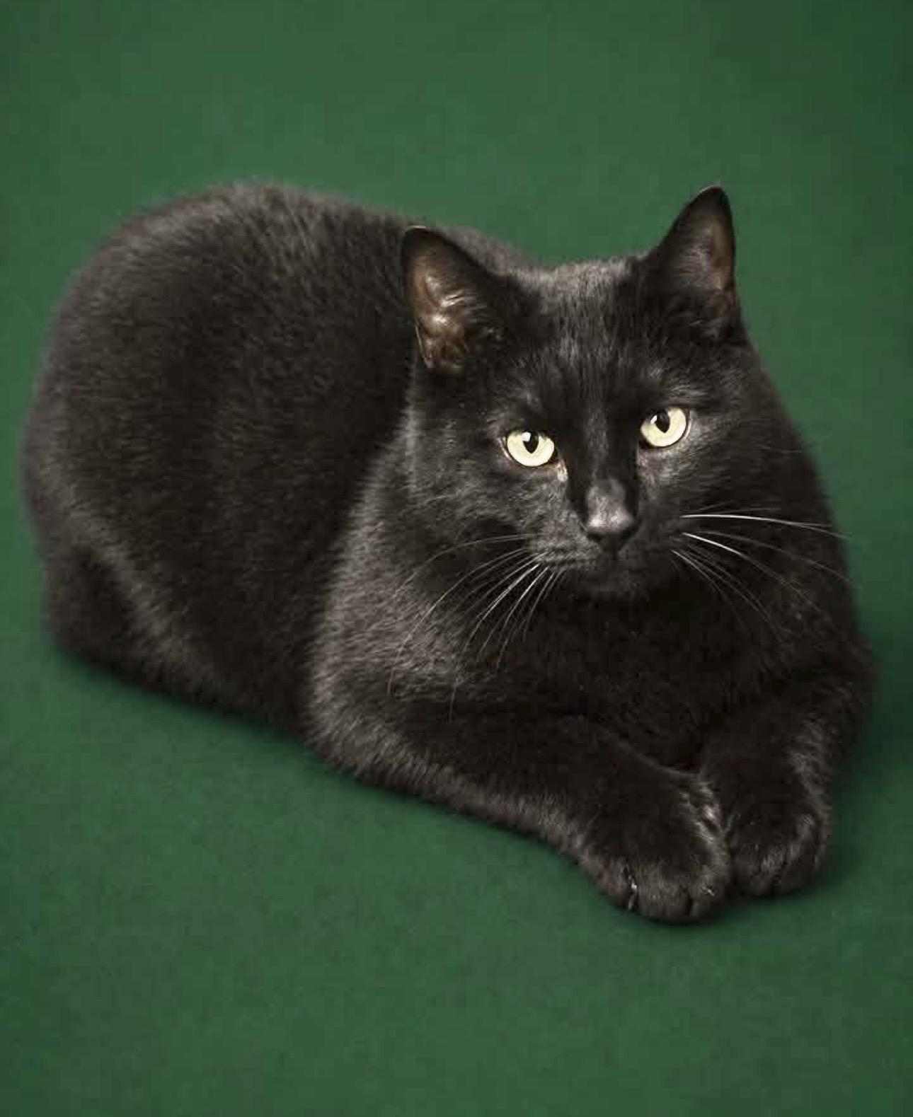 SARDINE, a ADOPTABLE mixed breed in Beechbottom, WV image 1/5