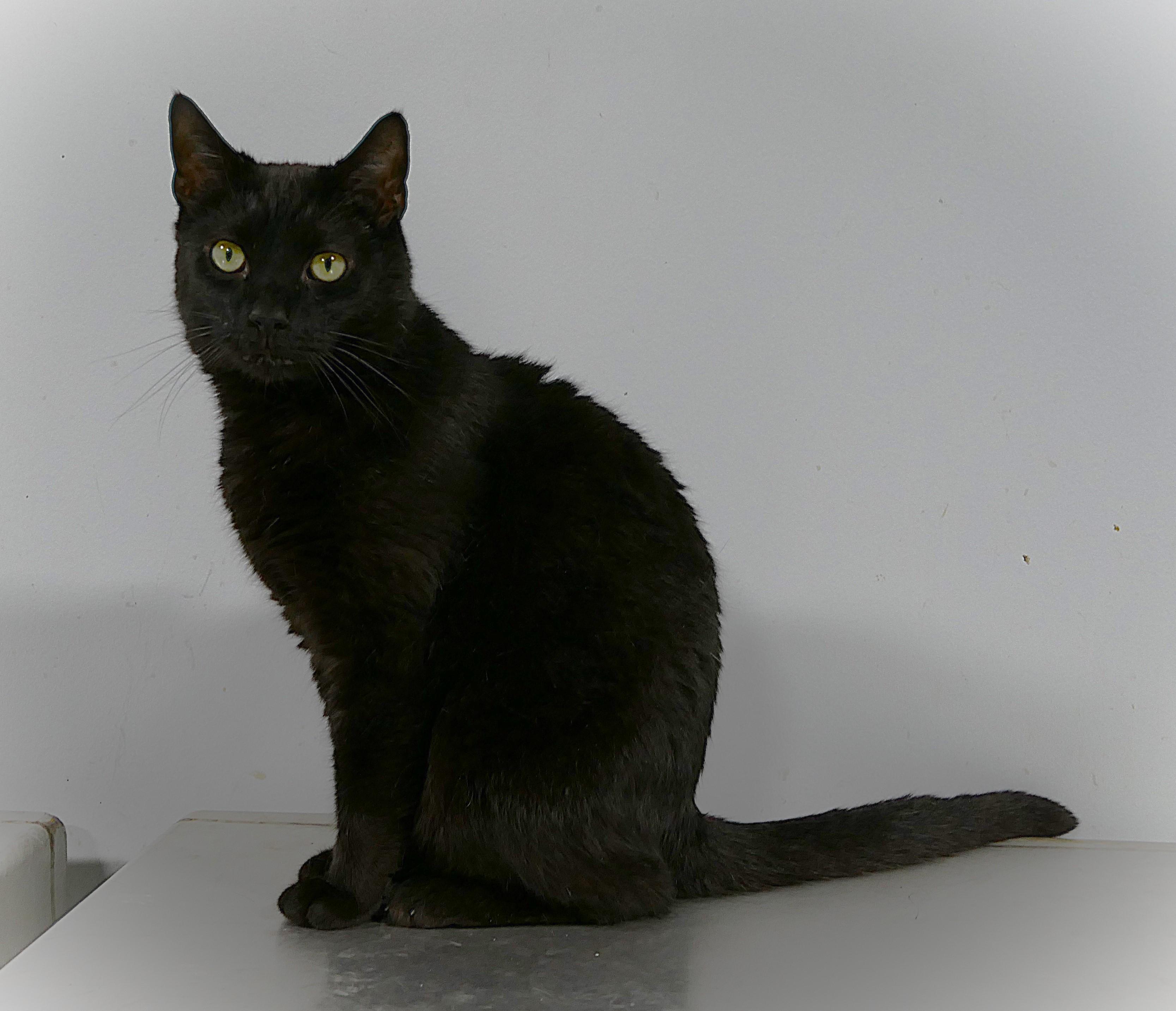 SARDINE, a ADOPTABLE mixed breed in Beechbottom, WV image 2/5