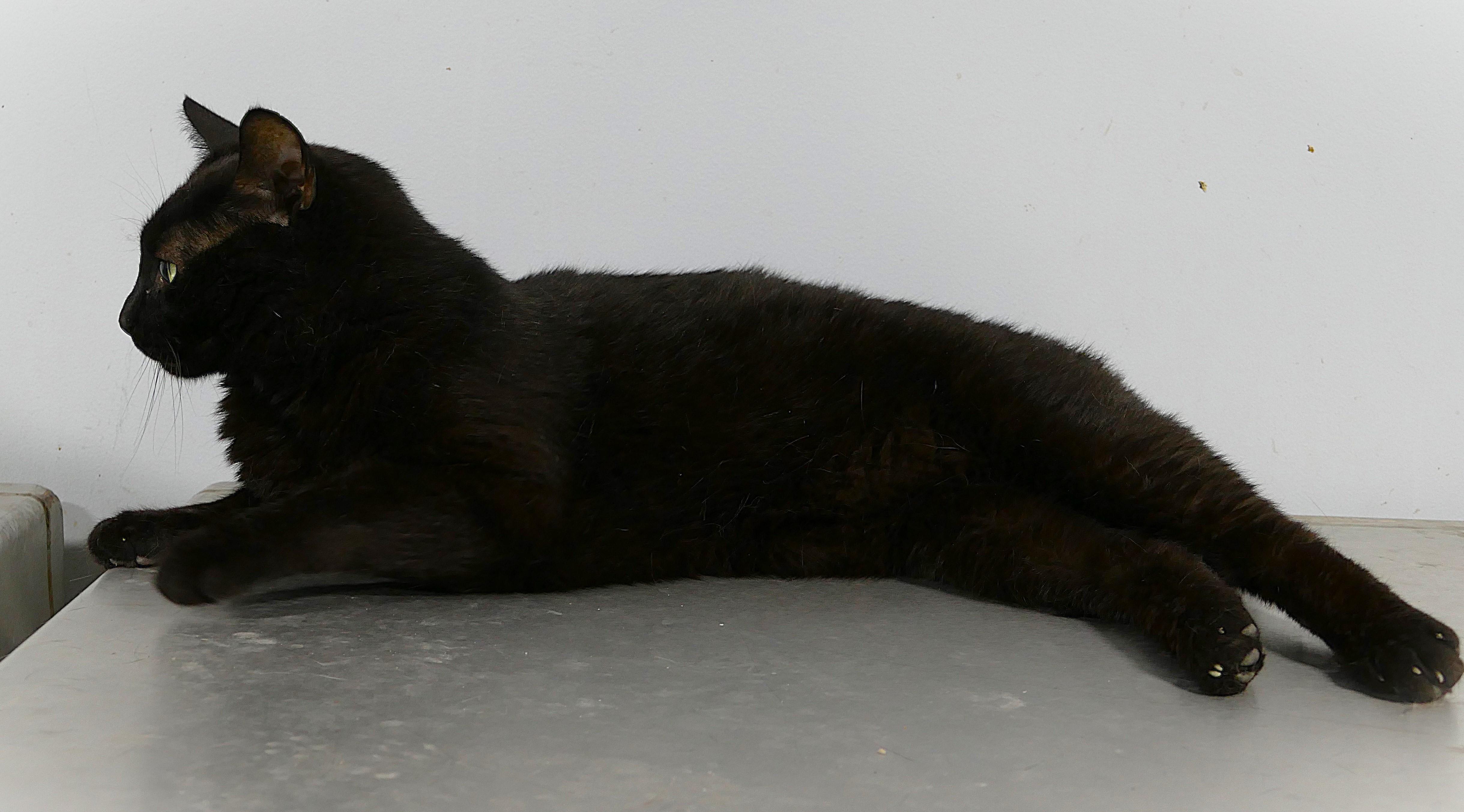SARDINE, a ADOPTABLE mixed breed in Beechbottom, WV image 4/5