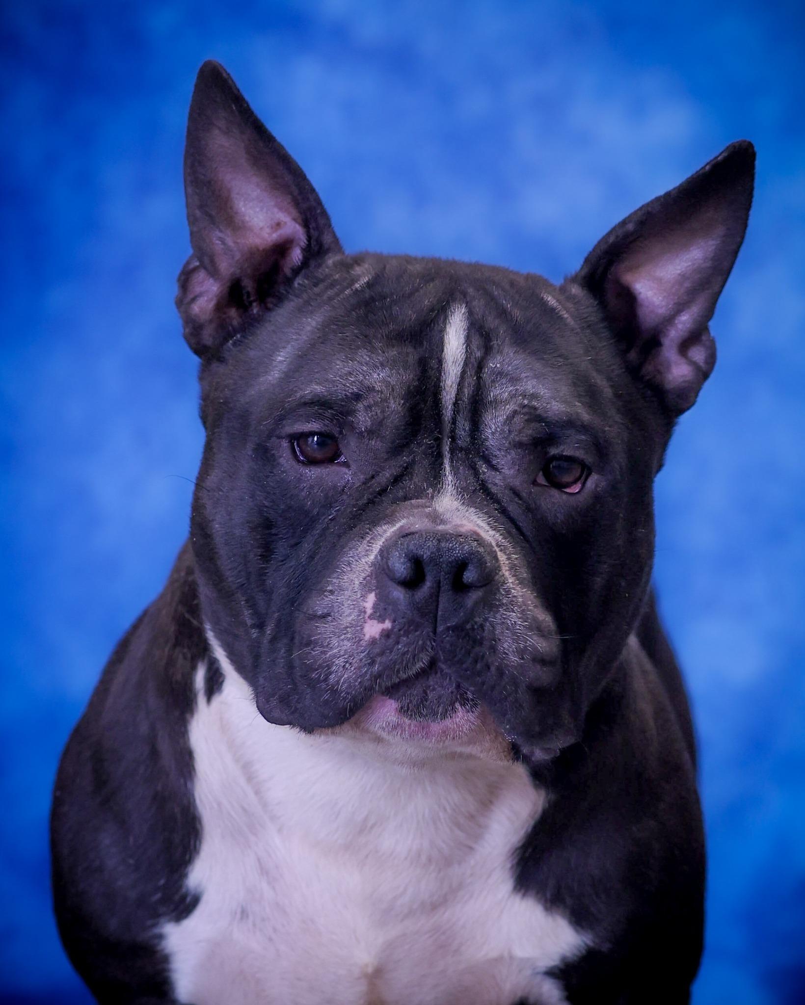 Enlarge BAKER (0461), a ADOPTABLE mixed breed in Bridgeport, CT image 1/1