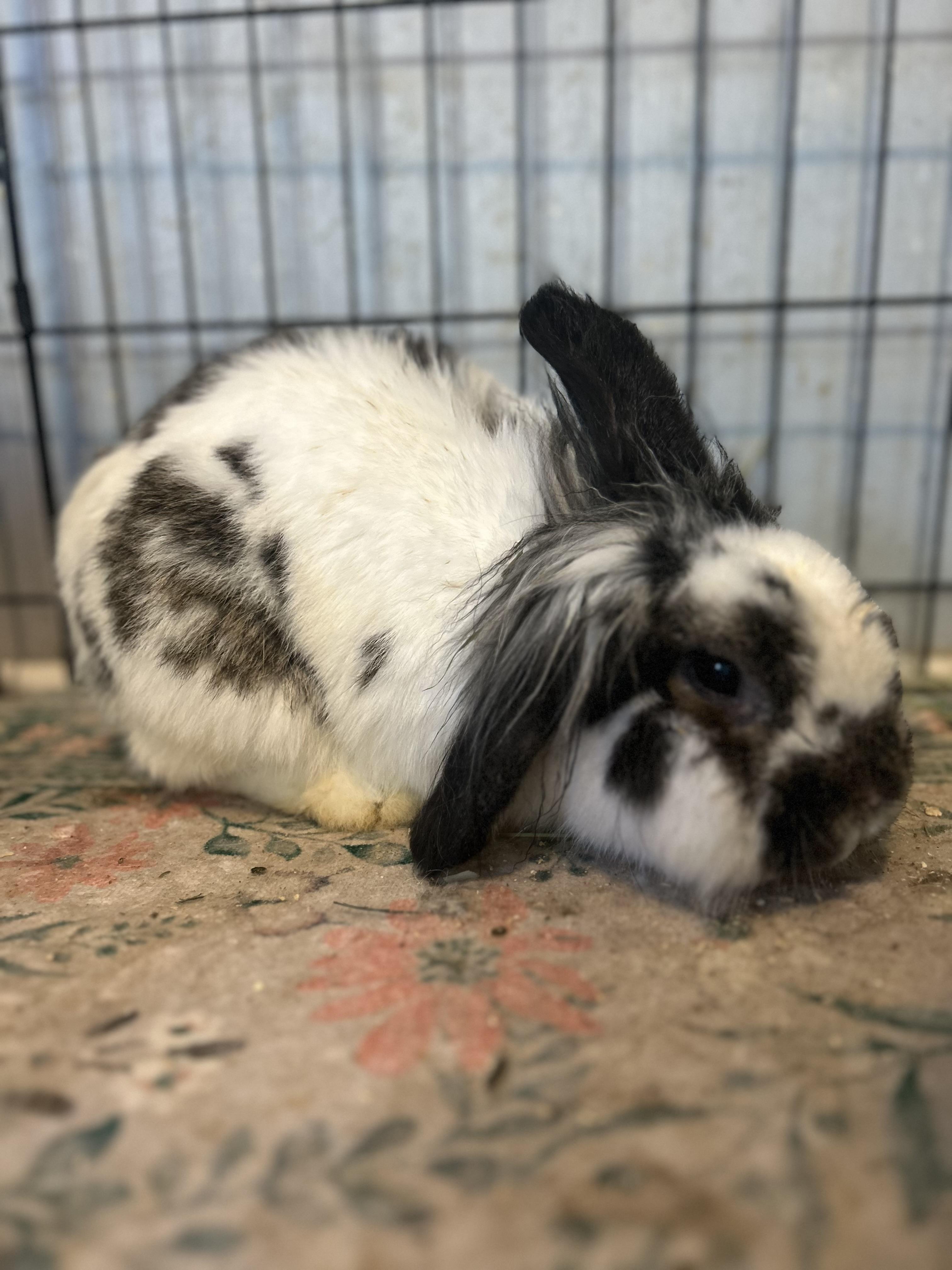 Thor, ADOPTABLE, Adult Male Holland Lop & Lionhead.