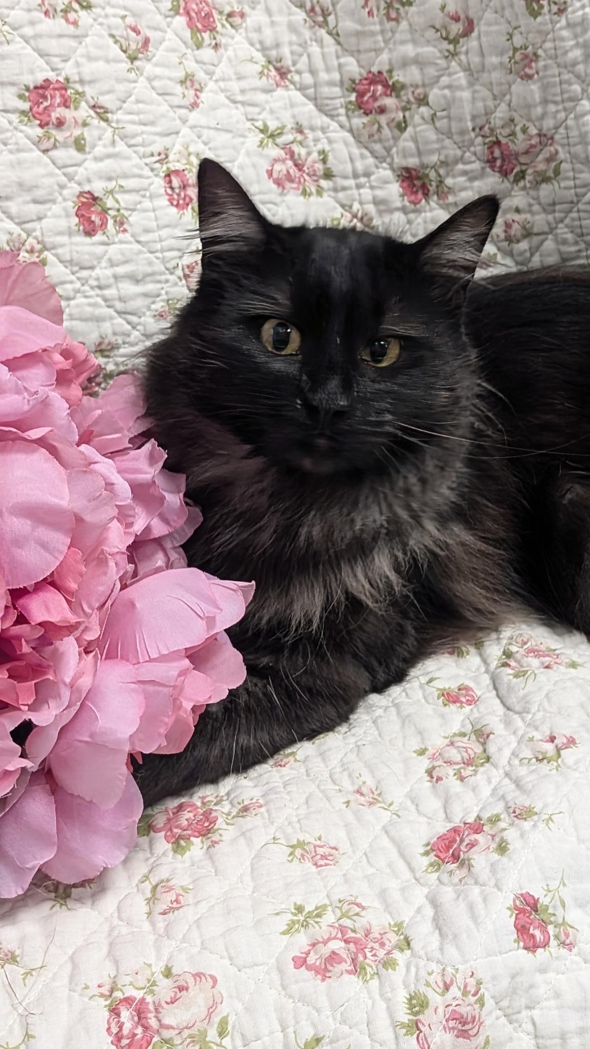 Enlarge McCoy, a ADOPTABLE Domestic Medium Hair in Petaluma, CA image 1/3