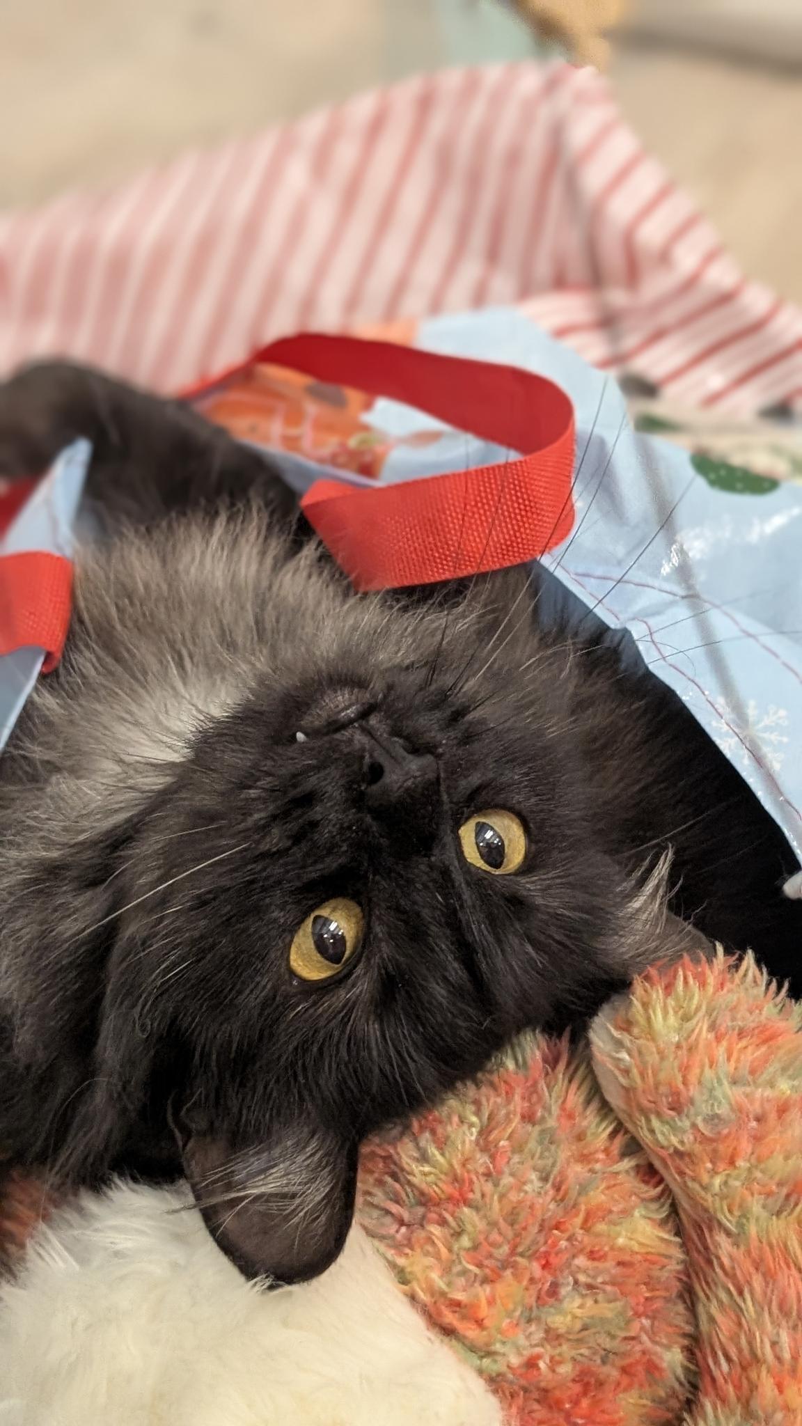 Enlarge McCoy, a ADOPTABLE Domestic Medium Hair in Petaluma, CA image 2/3