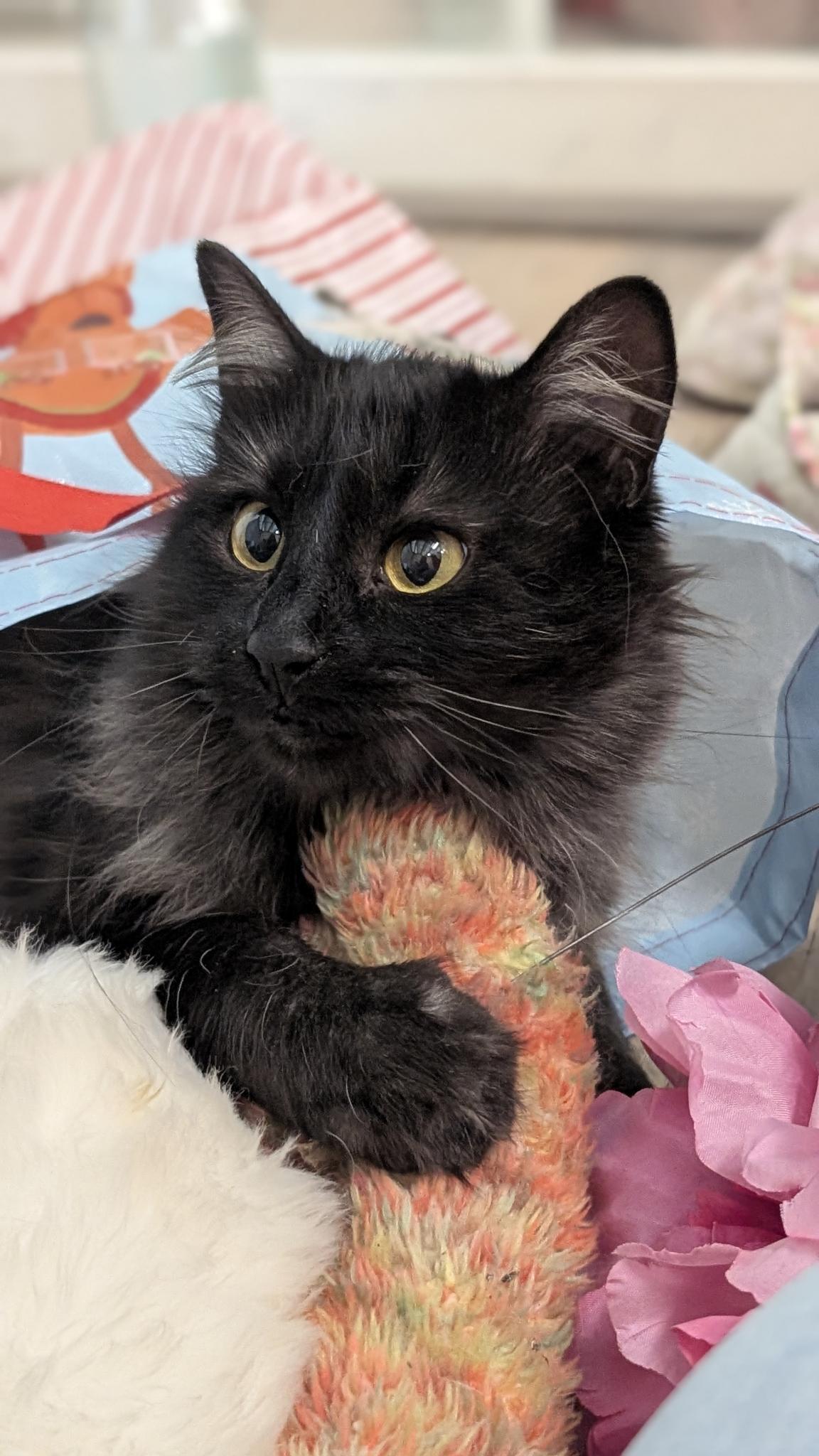 Enlarge McCoy, a ADOPTABLE Domestic Medium Hair in Petaluma, CA image 3/3