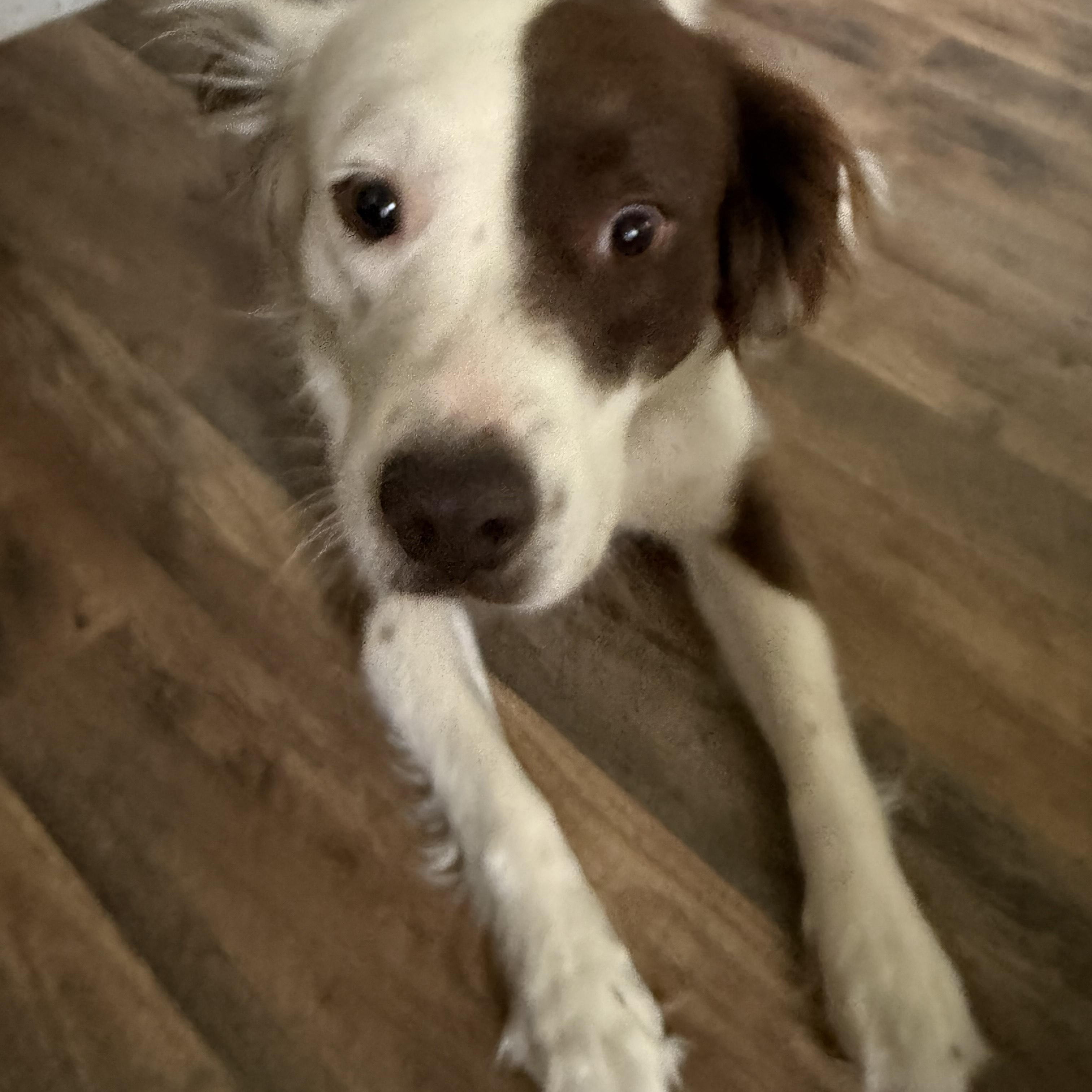 BERNADETTE, ADOPTABLE, Adult Female Kooikerhoundje & Dutch Shepherd.