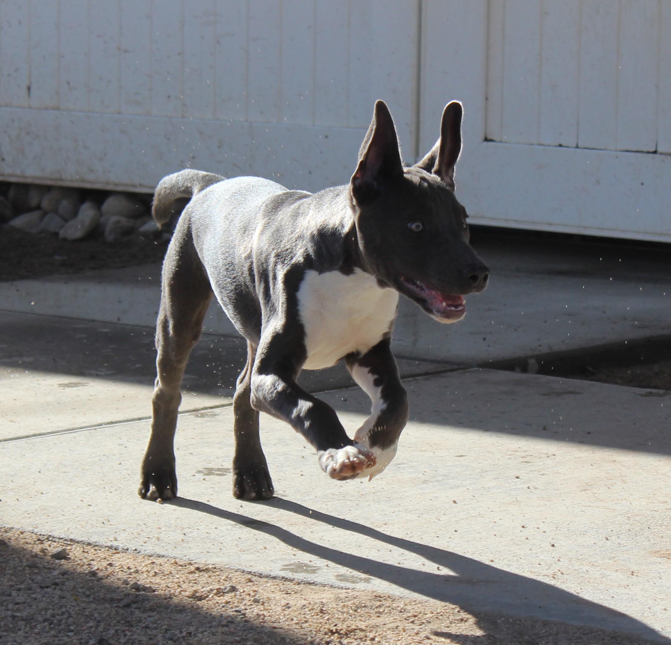 Enlarge Granite, a Adoptable mixed breed in Yucca Valley, CA image 4/5
