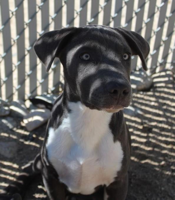 Enlarge Granite, a Adoptable mixed breed in Yucca Valley, CA image 5/5