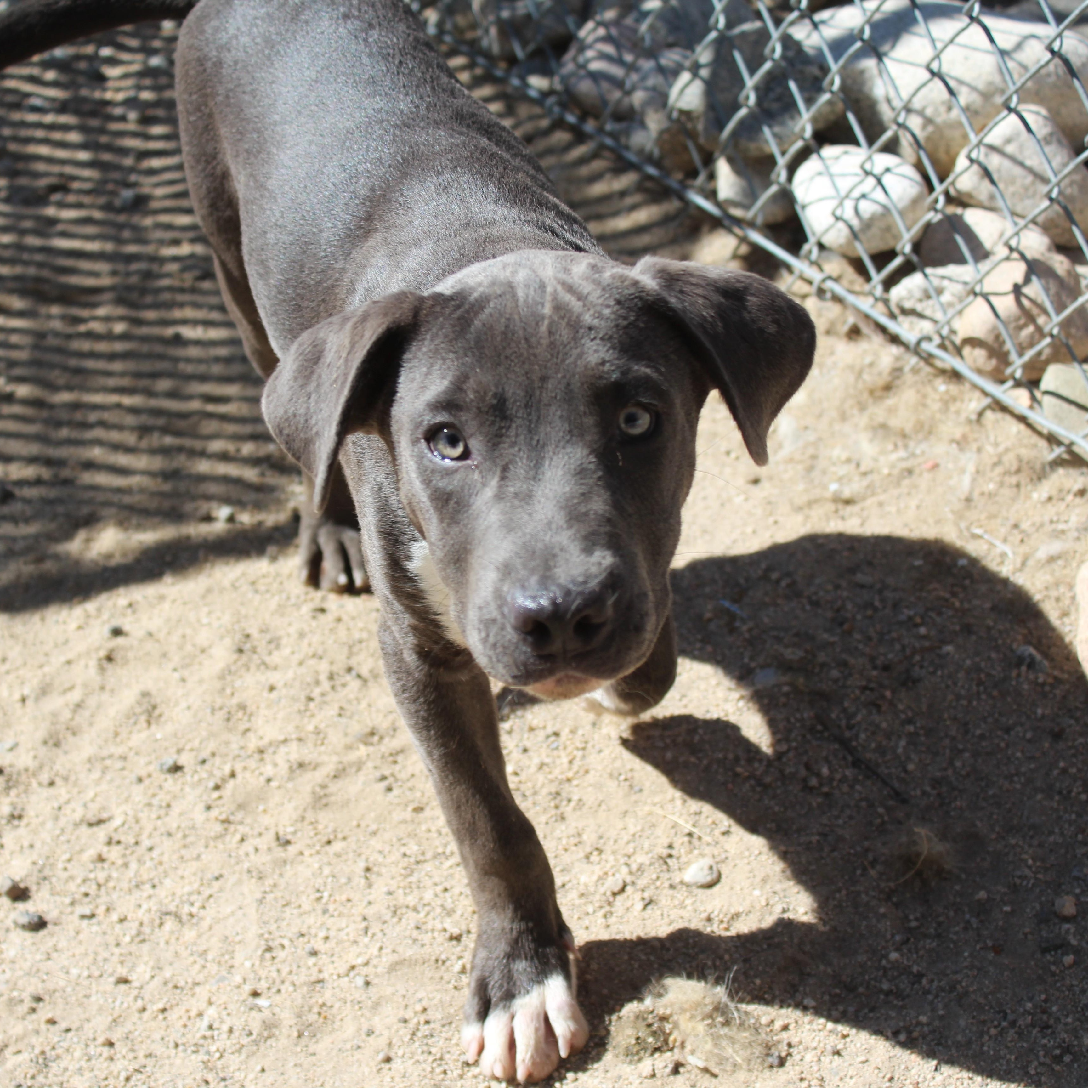 Granite, Adoptable, Puppy Male Labrador Retriever.