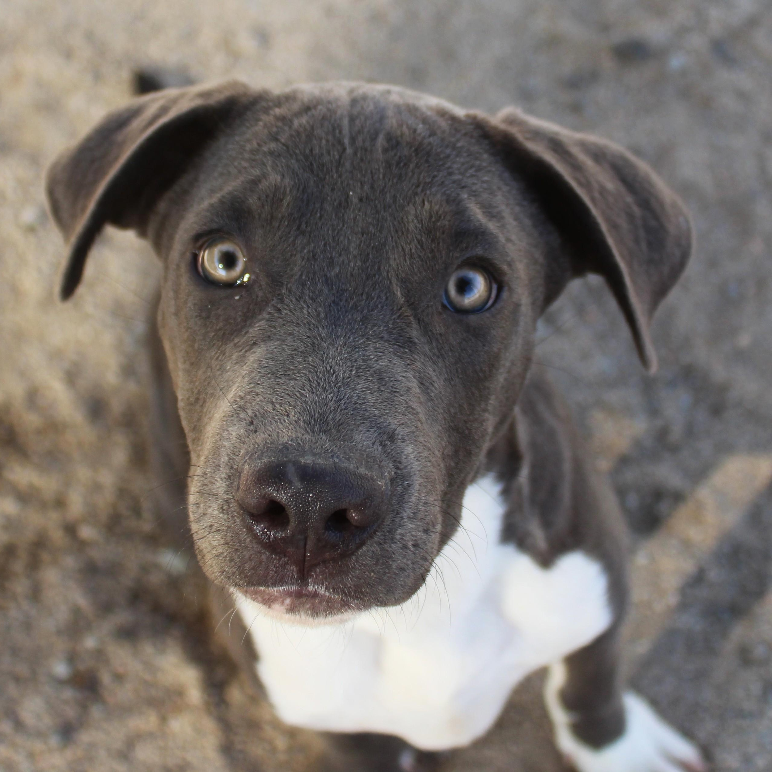 Enlarge Granite, a Adoptable mixed breed in Yucca Valley, CA image 2/5