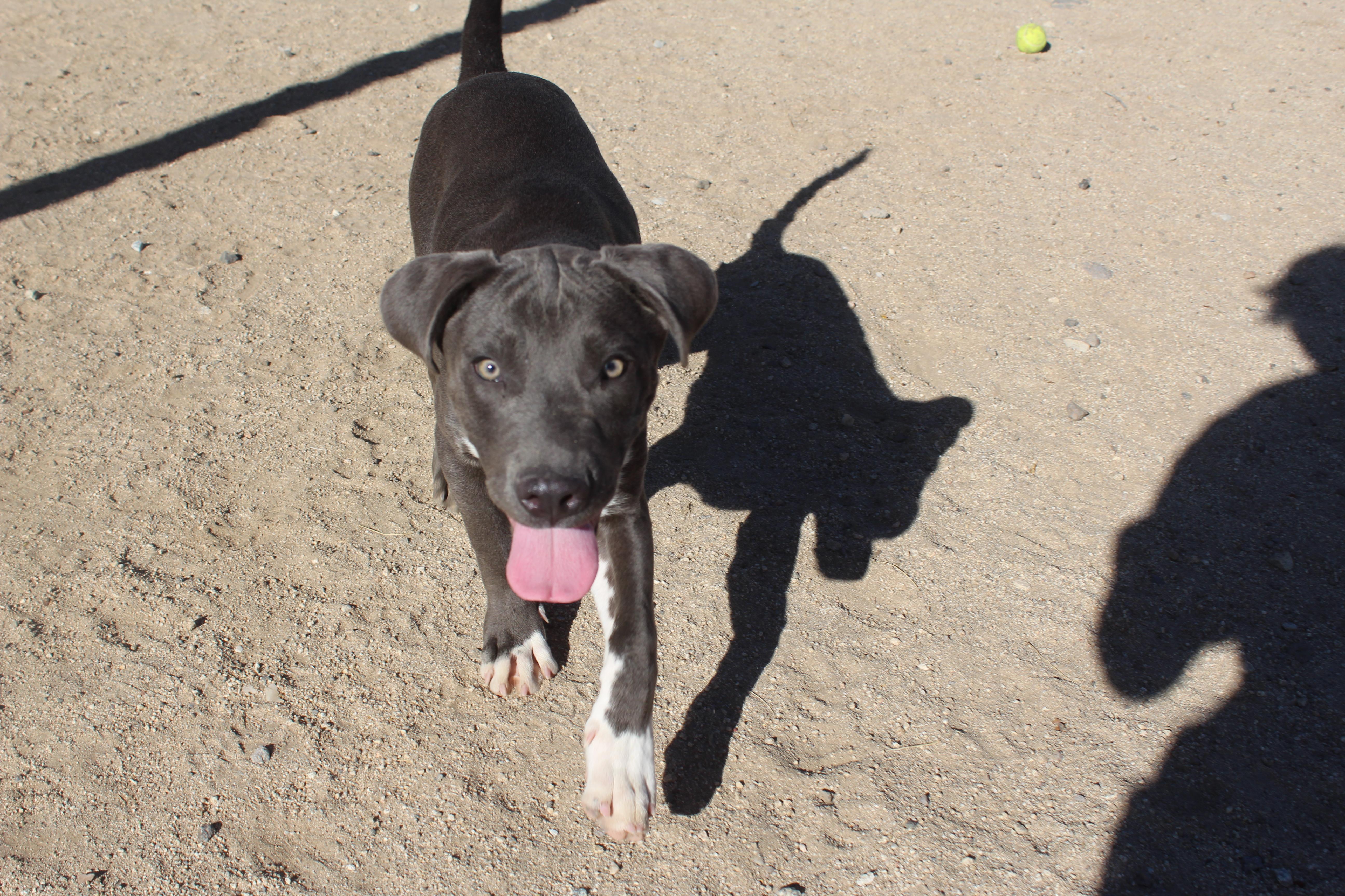 Enlarge Granite, a Adoptable mixed breed in Yucca Valley, CA image 3/5