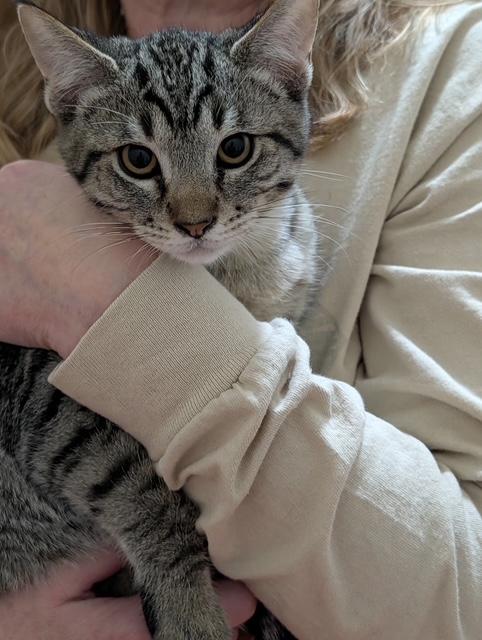 Enlarge Rocco, a Adoptable Domestic Short Hair in Great Falls, MT image 1/1