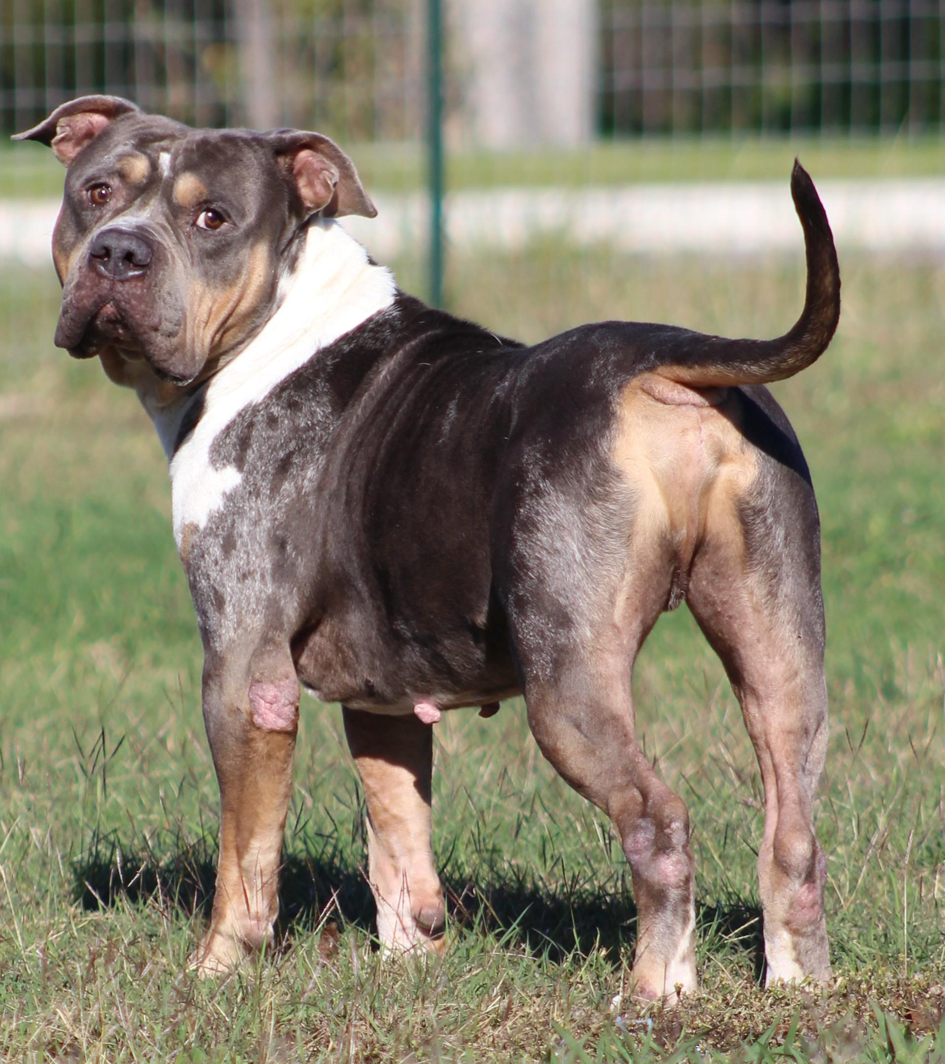 Jimbo, Adoptable, Adult Male American Bully.