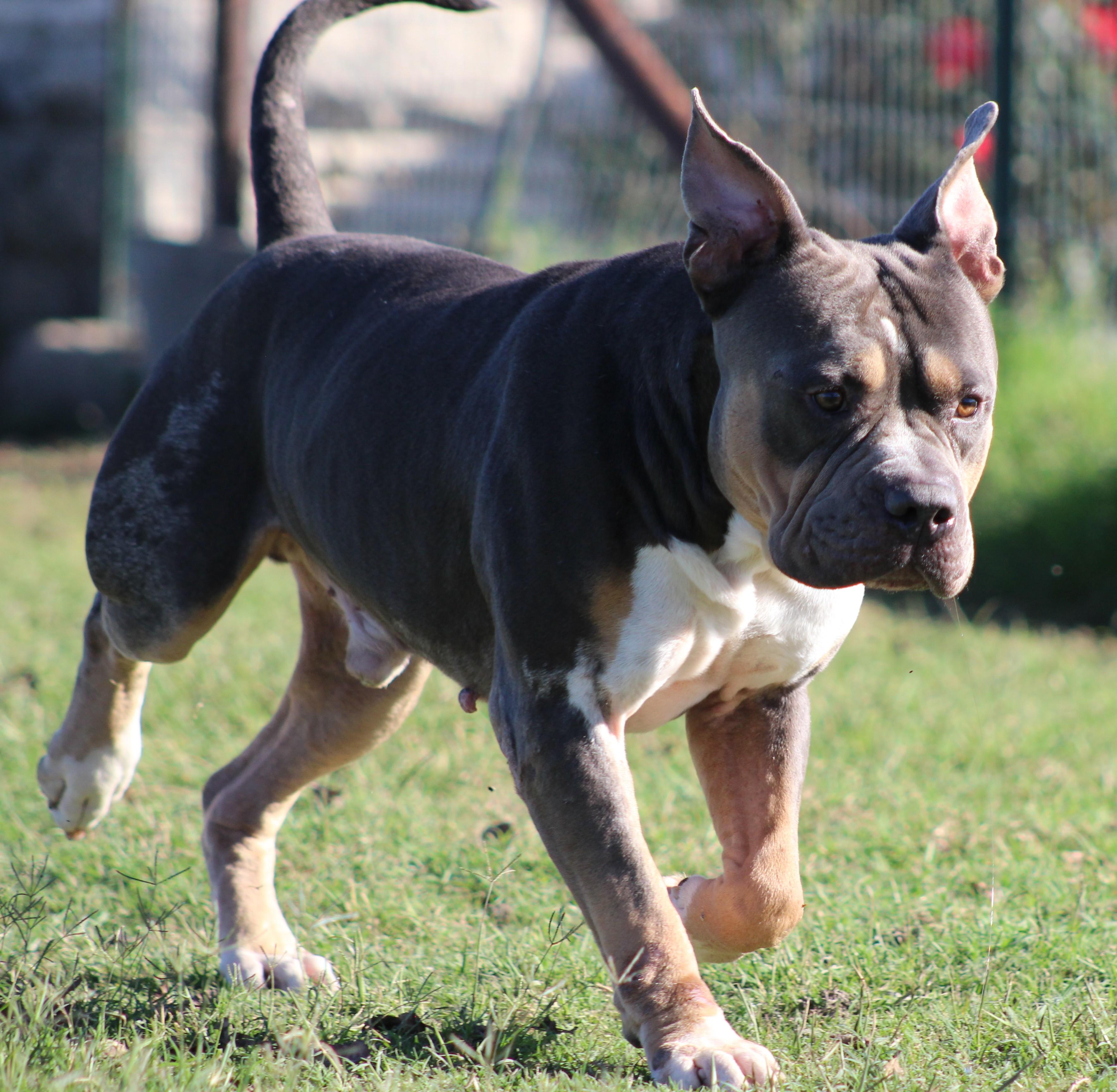 Enlarge Jimbo, a Adoptable American Bully in Temple, TX image 2/6