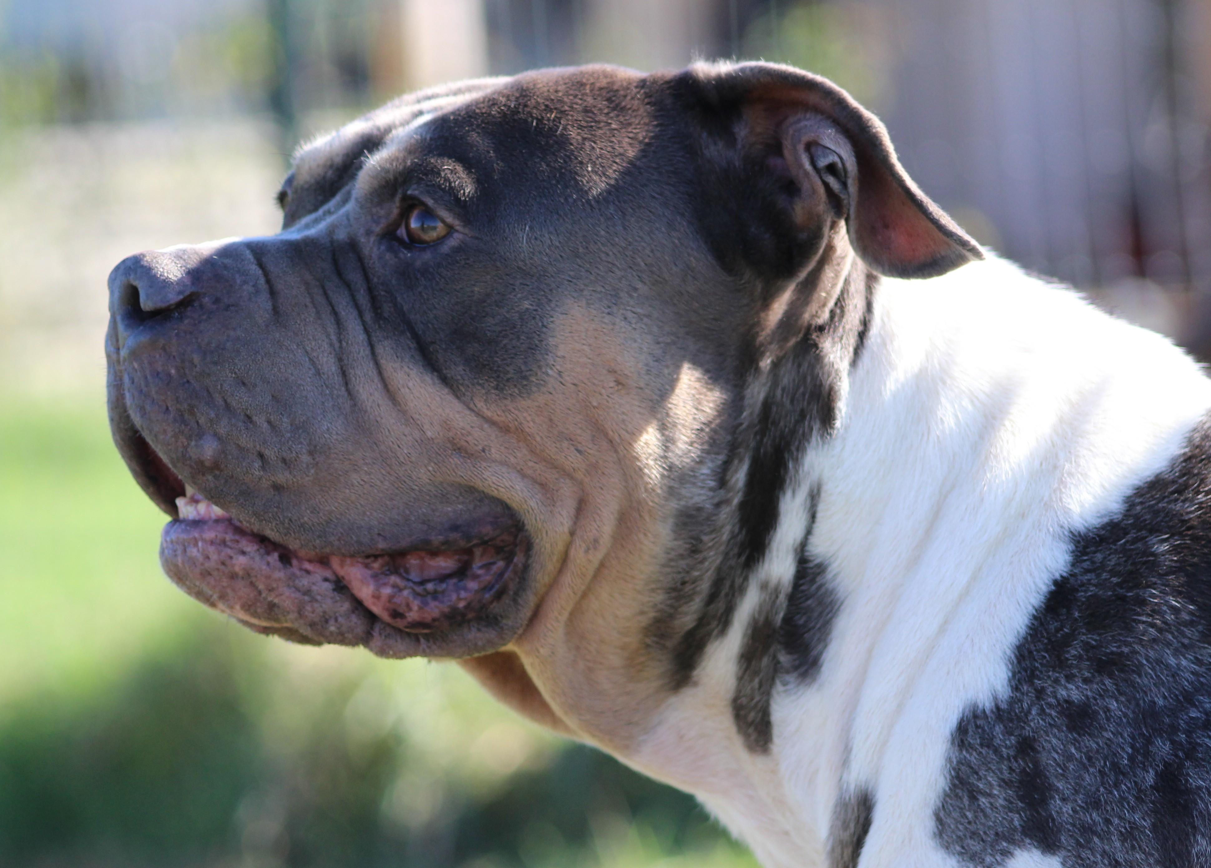 Enlarge Jimbo, a Adoptable American Bully in Temple, TX image 3/6
