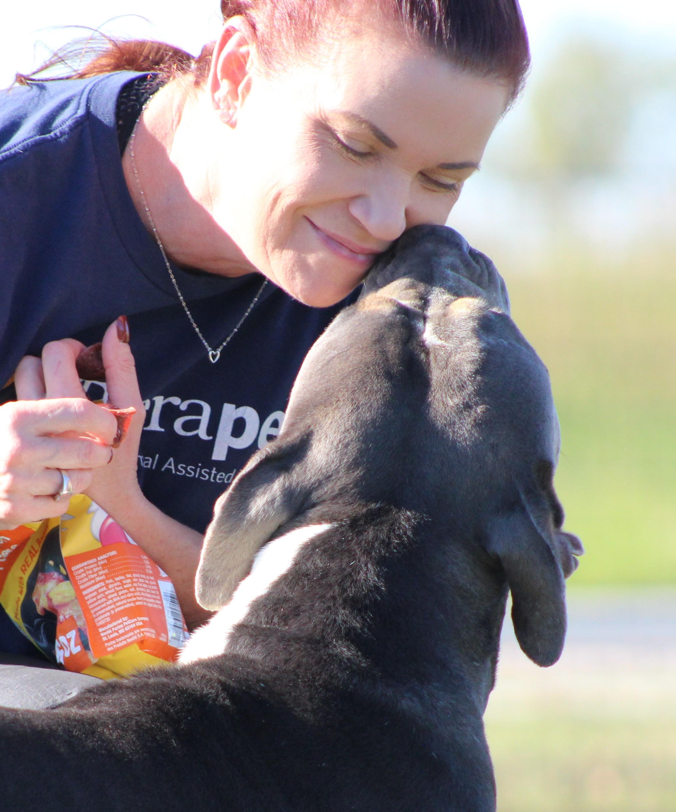 Enlarge Jimbo, a Adoptable American Bully in Temple, TX image 4/6