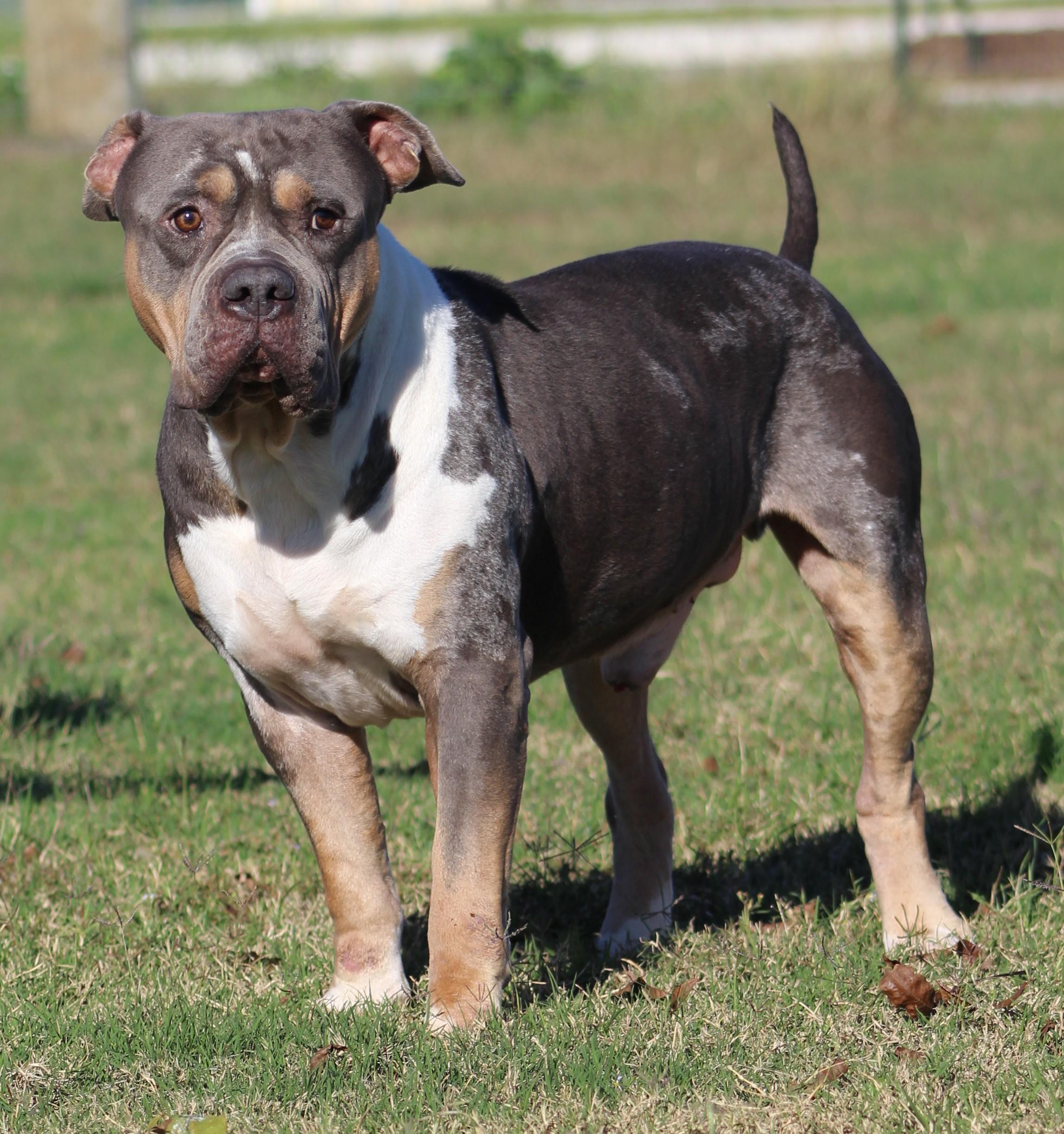 Enlarge Jimbo, a Adoptable American Bully in Temple, TX image 5/6