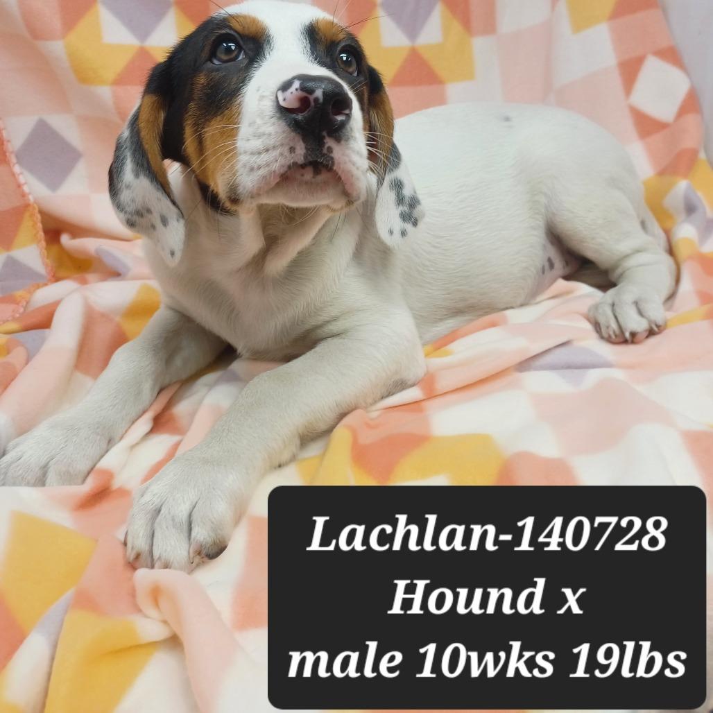 Lachlan, Adoptable, Puppy Male Hound.