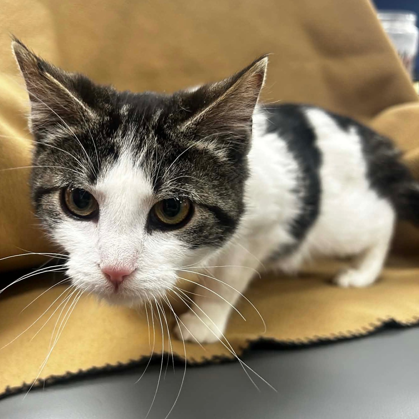 Enlarge TOMMY, a Adoptable mixed breed in Ashland, OH image 5/6