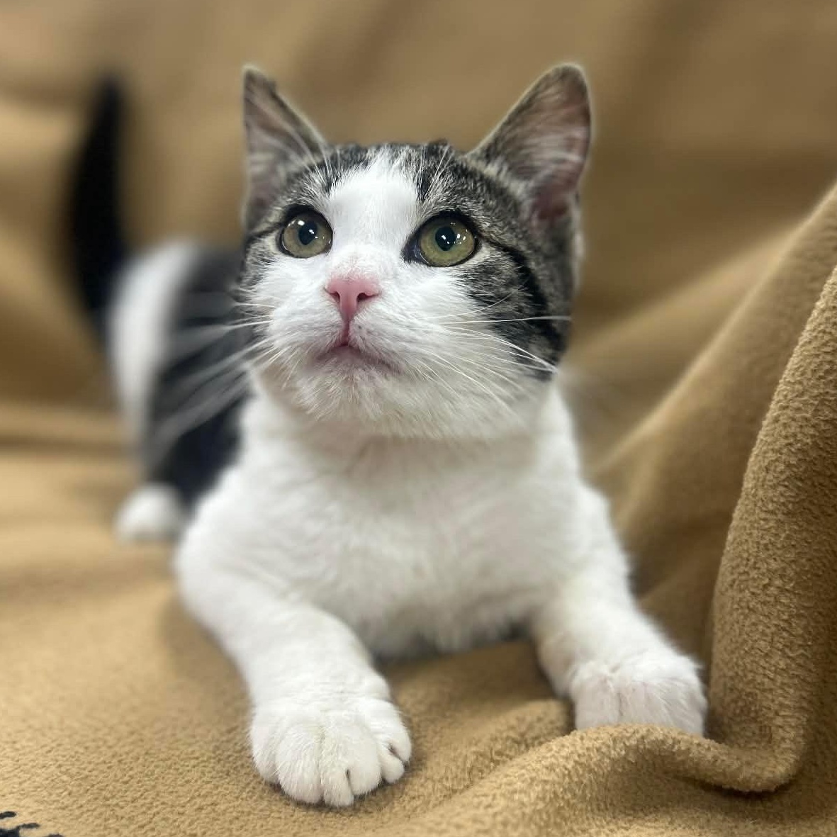 Enlarge TOMMY, a Adoptable mixed breed in Ashland, OH image 2/6