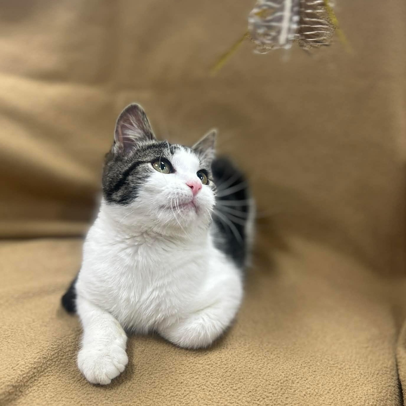 Enlarge TOMMY, a Adoptable mixed breed in Ashland, OH image 3/6