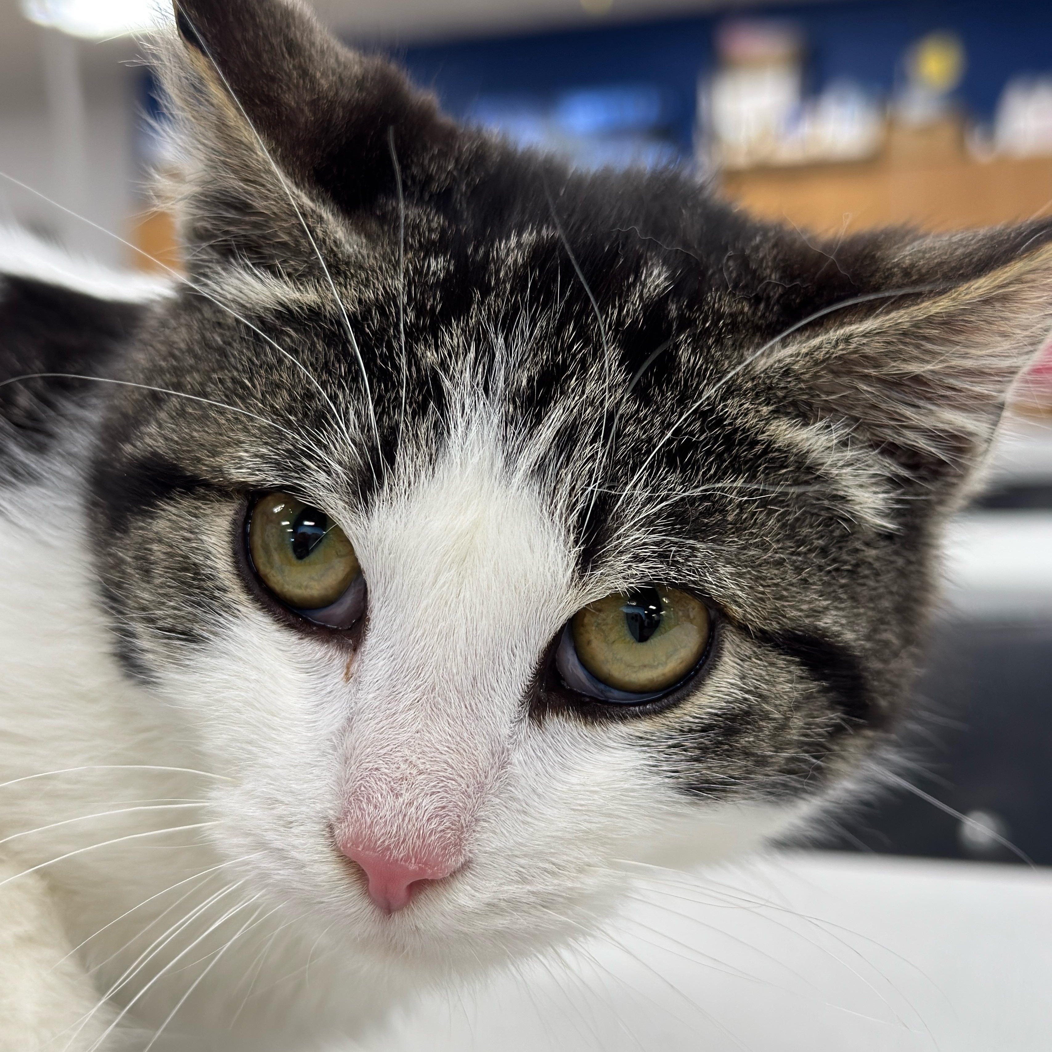 Enlarge TOMMY, a Adoptable mixed breed in Ashland, OH image 4/6