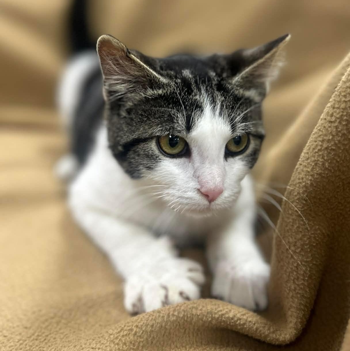 Enlarge TOMMY, a Adoptable mixed breed in Ashland, OH image 6/6