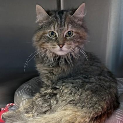 Enlarge Persimon, an adopted mixed breed in Tinley Park, IL image 1/1
