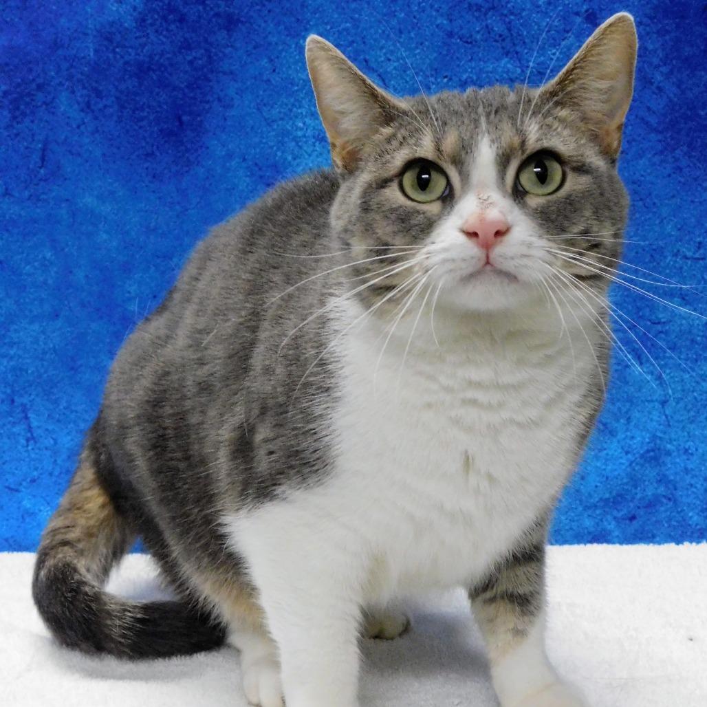 Boba, a Adoptable Domestic Short Hair in Canton, IL image 1/3